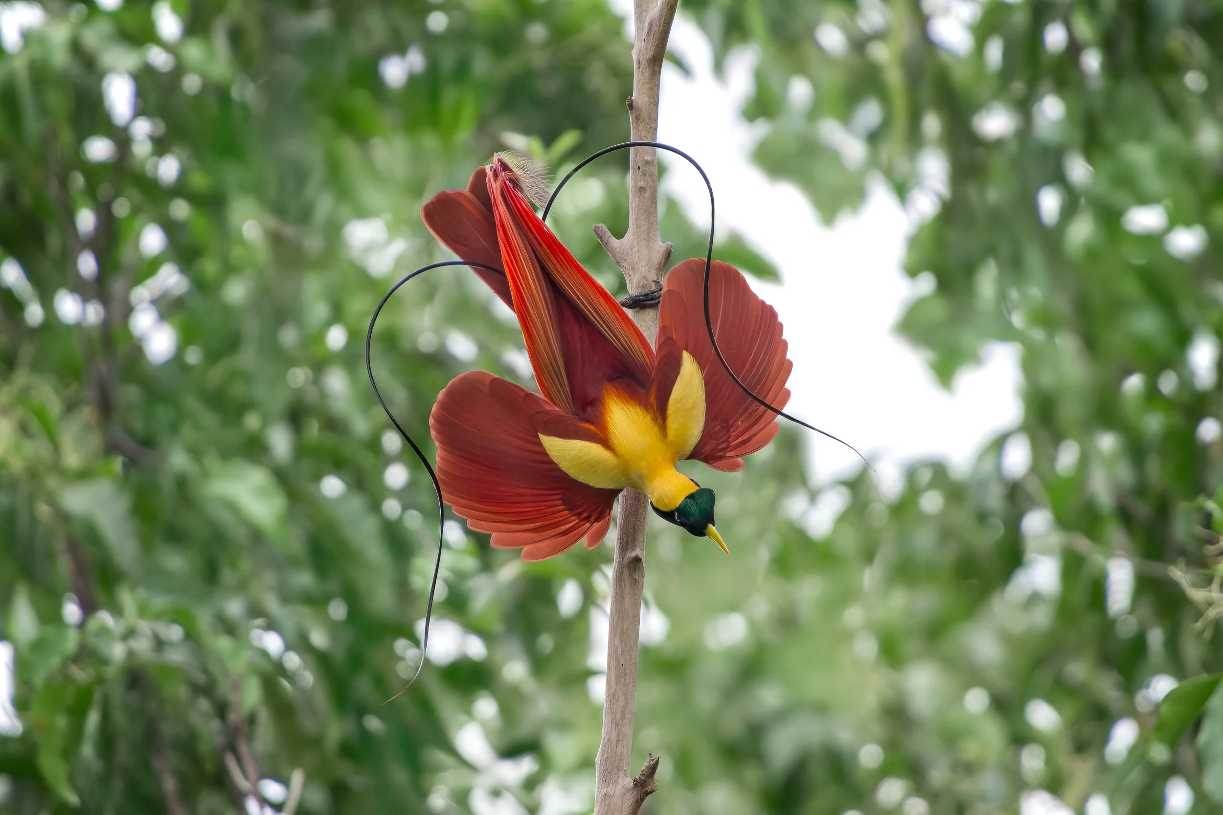 Birds of Paradise