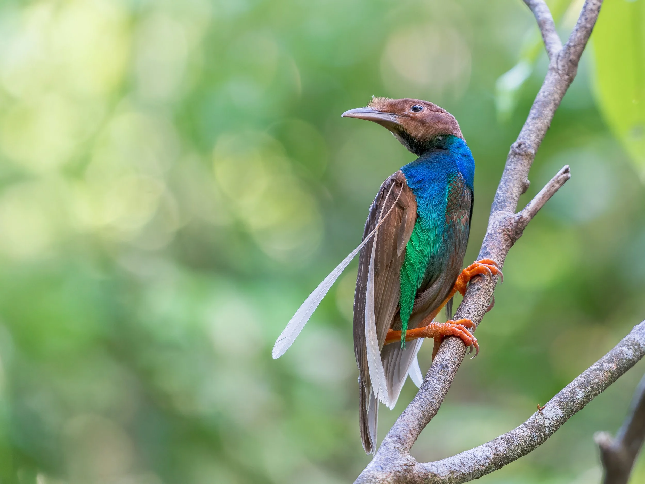 Wings Like Banners
Standardwing Bird-of-Paradise, Aketajawe National Park - Halmahera
High in the dense canopy of Halmahera deep in Indonesia’s untouched rainforest, a group of male Standardwing Birds-of-Paradise gathers in a vibrant display. With sh