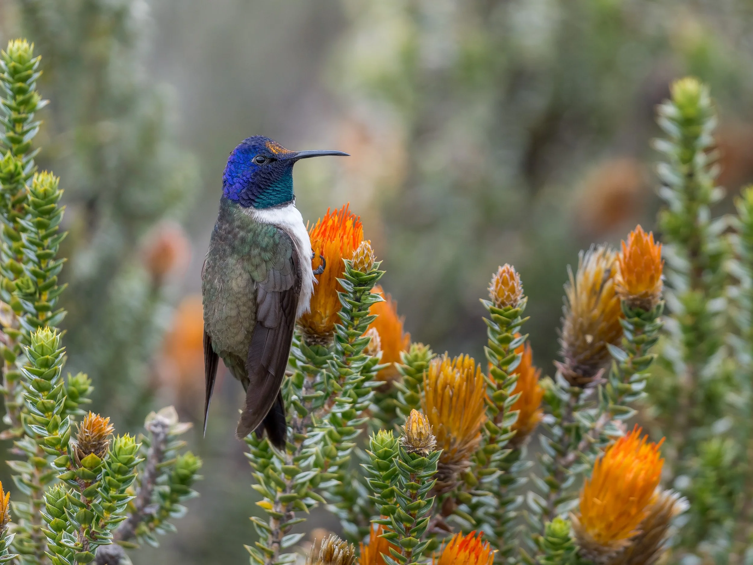 Iridescent Ascent
Great Sapphirewing, Antisana Highlands – Ecuador
In the high Andean páramo near Antisana, this Great Sapphirewing startled us with its sudden flight, hovering close before feeding on wildflowers scattered by the wind. A flash of dee