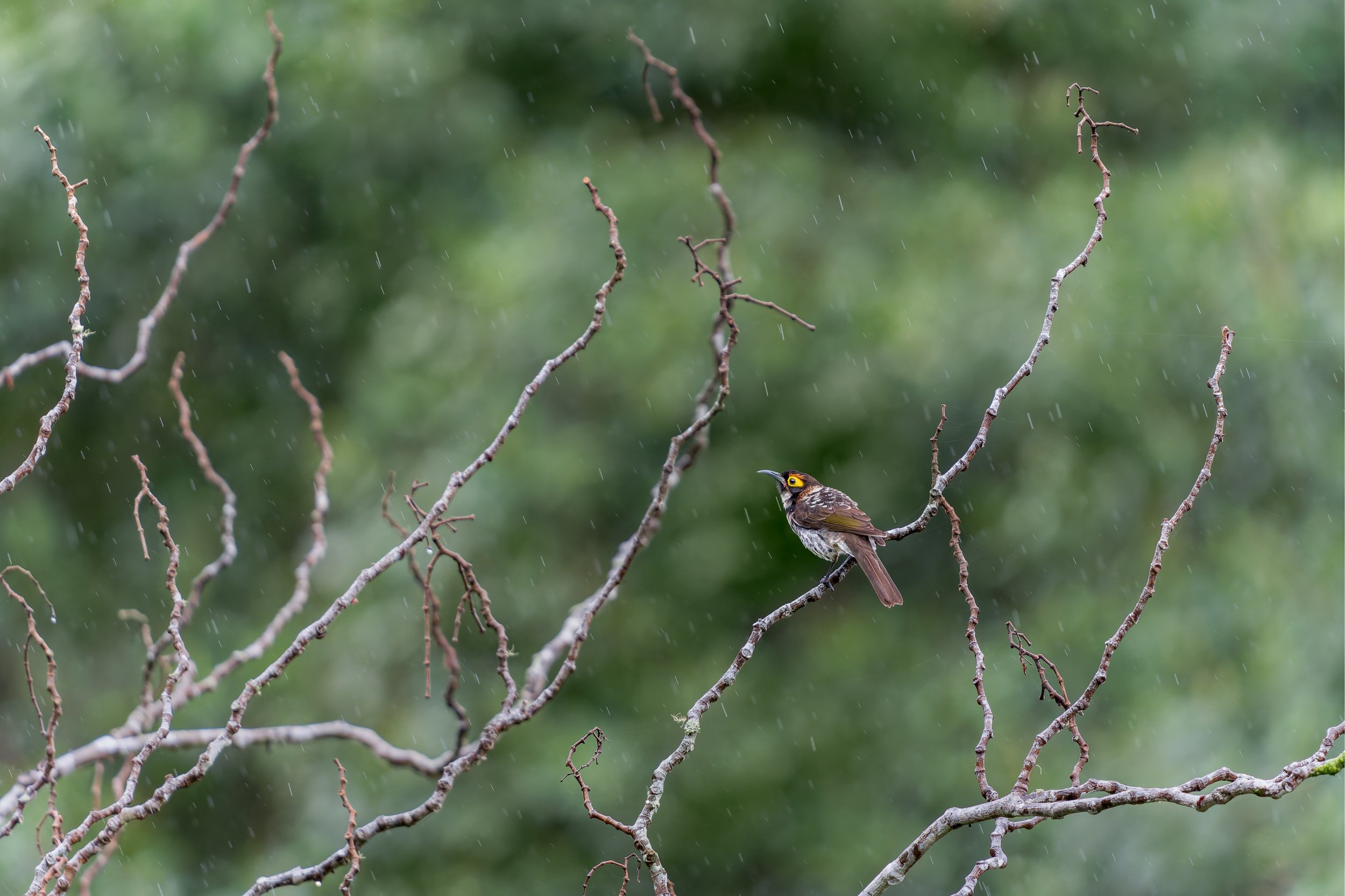 Ornate Melidectes 4330.JPG