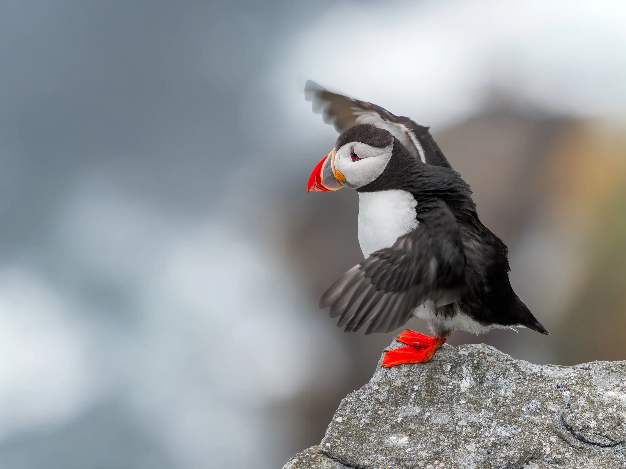 Atlantic Sentinel
Atlantic Puffin, Runde – Norway
As the sun dips low over the Atlantic, a lone Atlantic Puffin perches on a rugged cliffside, wings outstretched and glistening with seawater. Fresh from a long day at sea, it flaps vigorously, shaking