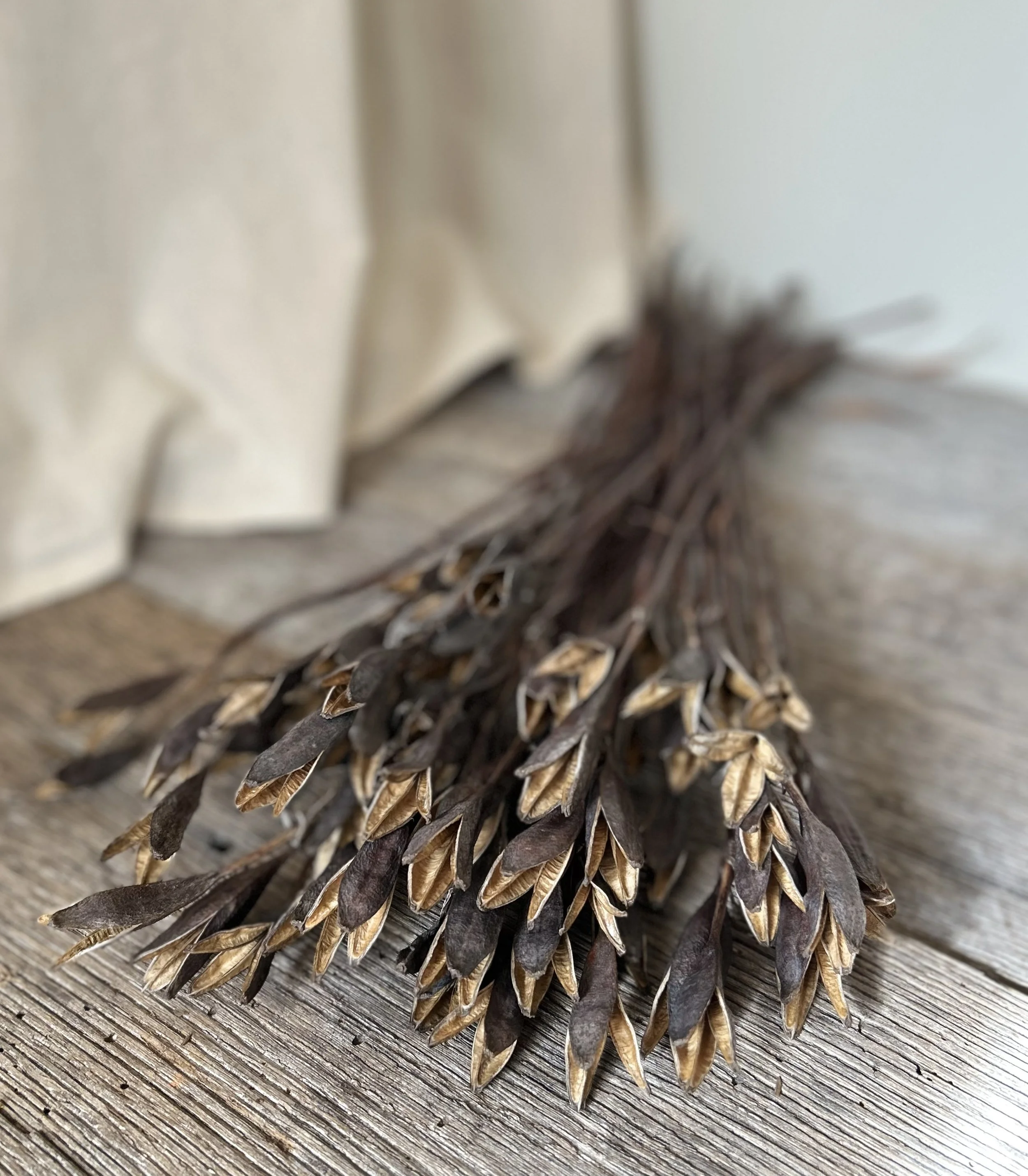 Dried Siberian Iris Pods
