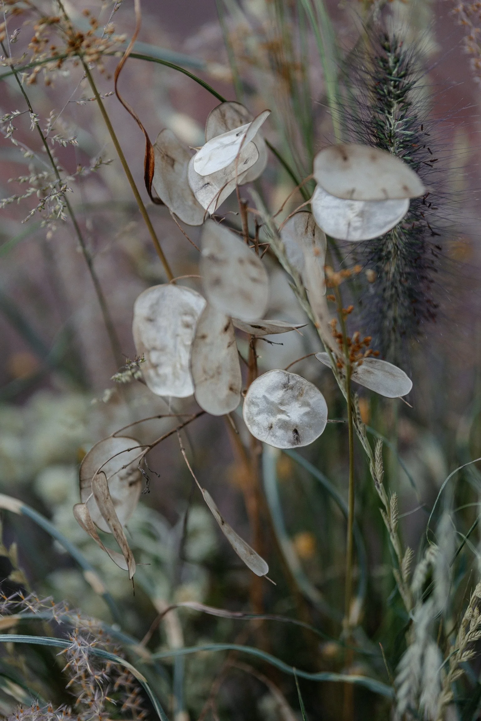 Close-up of dry seed pods and grasses in a natural setting.