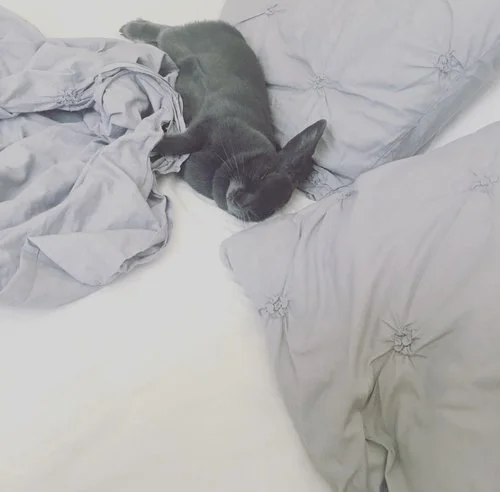 A black bunny sleeping on a bed with gray pillows and blankets.