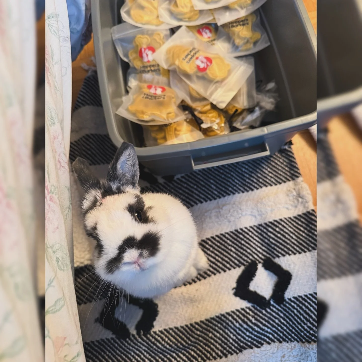 Certified tail-wag material right here 🐾 Rolling into Bones &amp; Brews with the goods!!!

Bones &amp; Brews is ready to bring the howl to Halloween!
Join us for a pet-friendly market at Storm Stayed Brewing Co. tomorrow; Saturday, October 25, 2025 