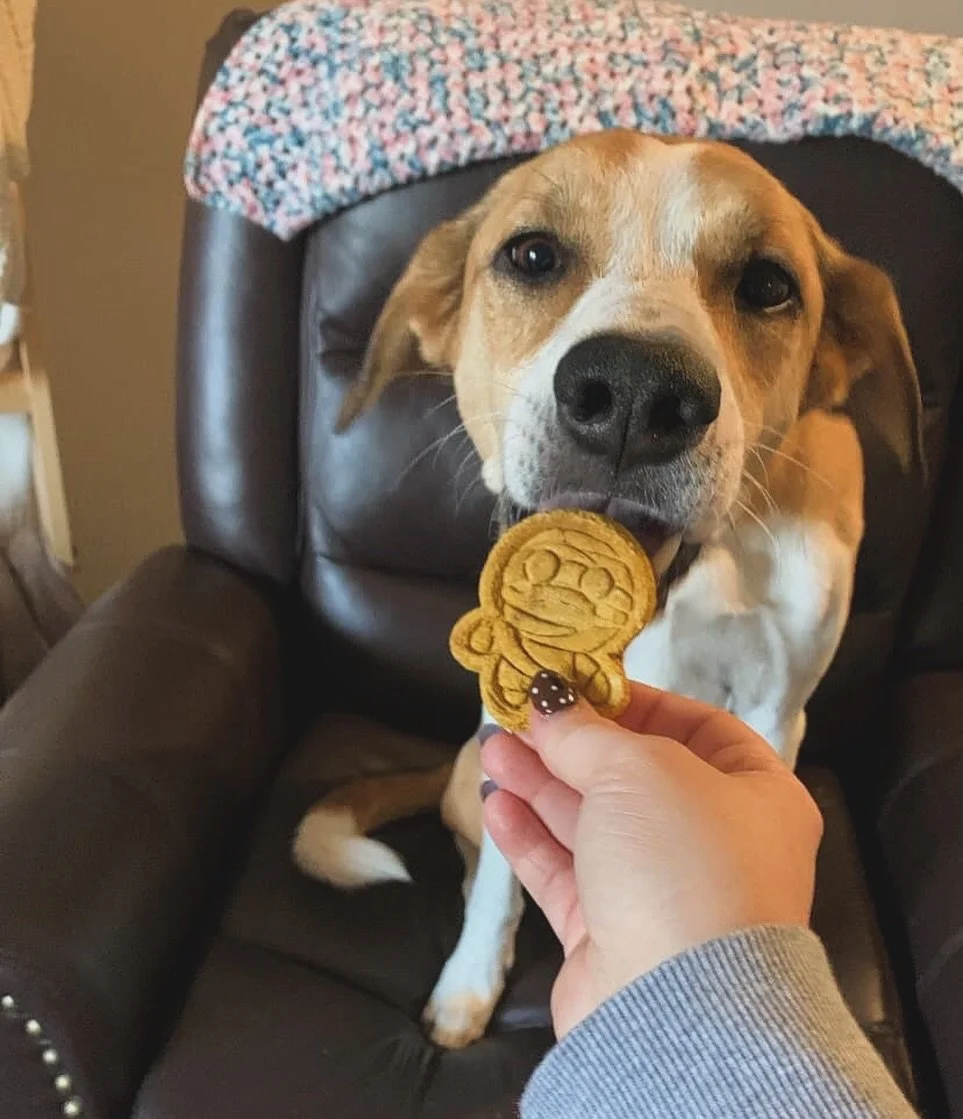 👻🐾 BREAKING BARKING NEWS: Jessie lost all self-control over our Howl-O-Mummy Dog Biscuits&hellip;and your pup&rsquo;s next! 🐶💀 @its_jessie1219 

These spooky-cute snacks are so good, they&rsquo;ll have tails wagging like crazy and mummies unwrapp