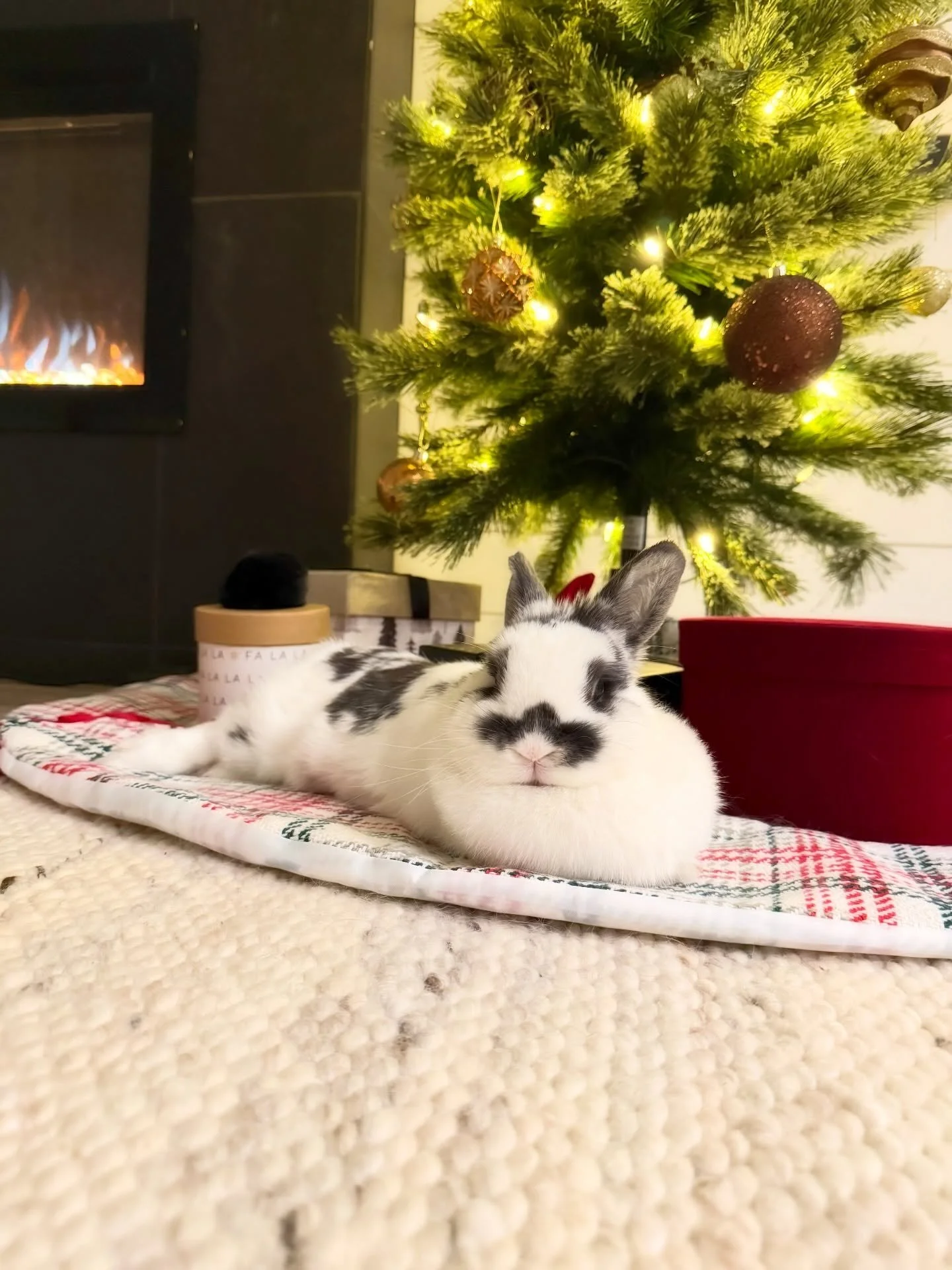 The real star of the Christmas tree...
I shine brighter than these lights 

🌐 www.hoppersandbarkers.com

&ldquo;ᗰᗩY ᗩᒪᒪ TᕼE ᕼOᑭᑭEᖇᔕ ᗩᑎᗪ ᗷᗩᖇKEᖇᔕ ᗷE ᕼIᑭᑭITY, ᕼOᑭᑭITY, ᗯᗩGGITY, ᗩᑎᗪ ᒪIᐯE ᕼᗩᑭᑭIᒪY.&rdquo; ✨

Hop it. Wag it. Love it.

Wag more + Hop happie