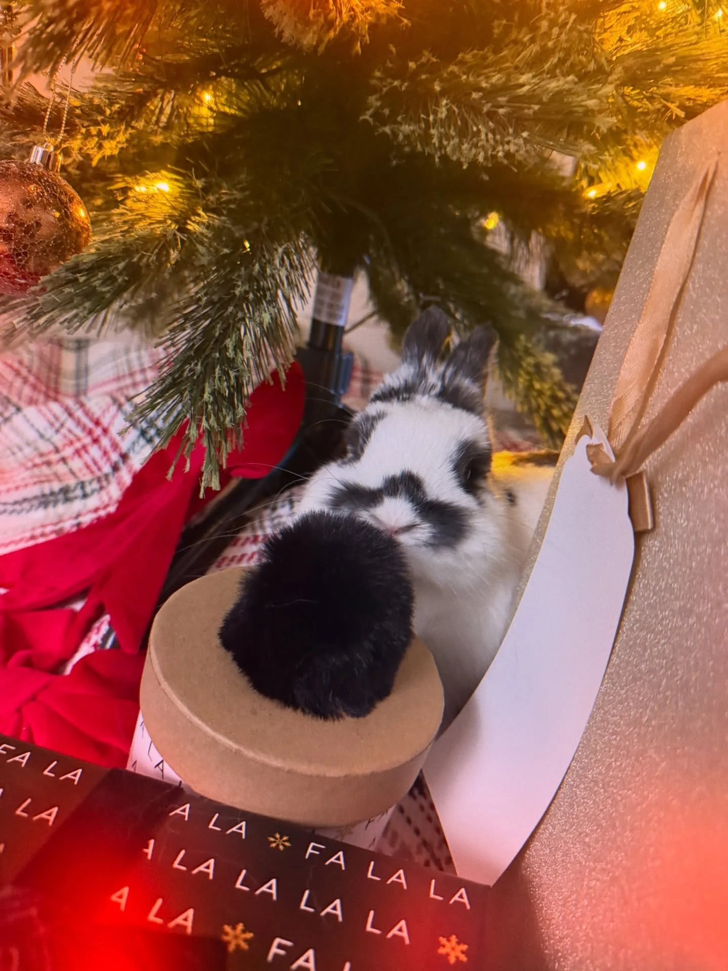 Merry Mischief &amp; a Hoppy Christmas &hearts;️🤍

&ldquo;ᗰᗩY ᗩᒪᒪ TᕼE ᕼOᑭᑭEᖇᔕ ᗩᑎᗪ ᗷᗩᖇKEᖇᔕ ᗷE ᕼIᑭᑭITY, ᕼOᑭᑭITY, ᗯᗩGGITY, ᗩᑎᗪ ᒪIᐯE ᕼᗩᑭᑭIᒪY.&rdquo; ✨

Hop it. Wag it. Love it.

Wag more + Hop happier with Hoppers &amp; Barkers 

🌐 www.hoppersandbarker