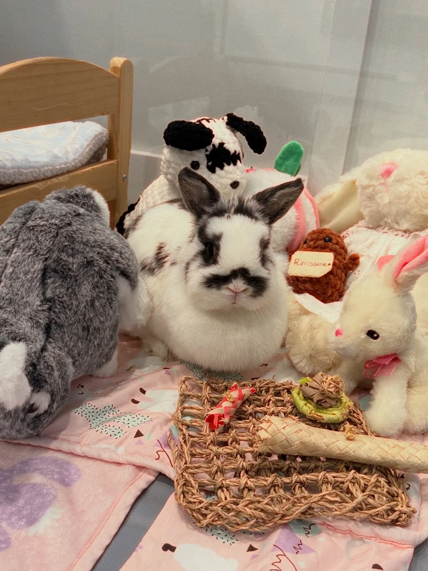 Yes, she lives here. No, she does not socialize 🤣

&ldquo;ᗰᗩY ᗩᒪᒪ TᕼE ᕼOᑭᑭEᖇᔕ ᗩᑎᗪ ᗷᗩᖇKEᖇᔕ ᗷE ᕼIᑭᑭITY, ᕼOᑭᑭITY, ᗯᗩGGITY, ᗩᑎᗪ ᒪIᐯE ᕼᗩᑭᑭIᒪY.&rdquo; ✨

Hop it. Wag it. Love it.

Wag more + Hop happier with Hoppers &amp; Barkers 

🌐 www.hoppersandbarker