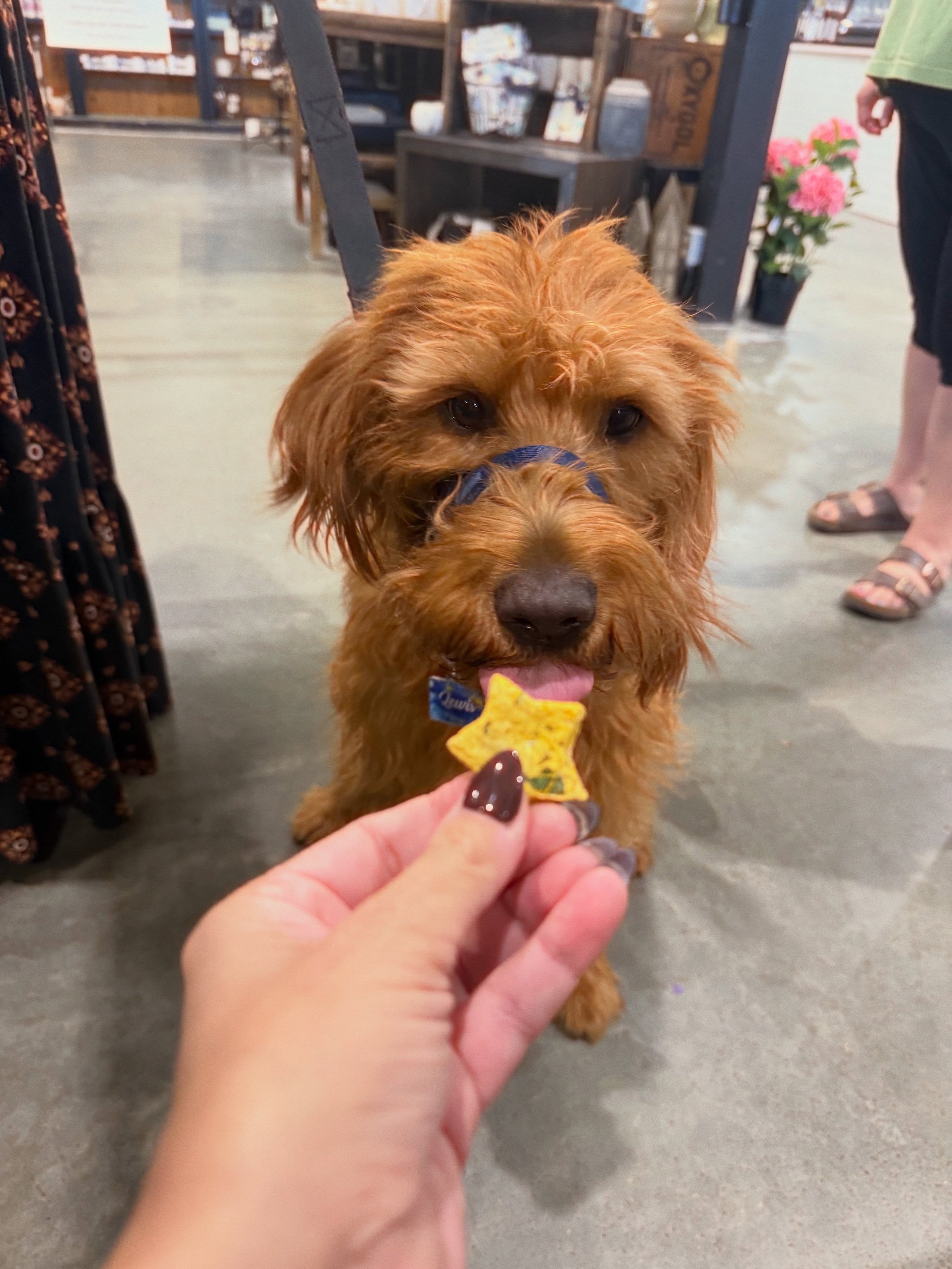 Houston, we have a problem&hellip; 🚀🐶

This pup has discovered Hoppers &amp; Barkers Supernova doggie treats and is now refusing to come back down to Earth. 🌙😂

&ldquo;ᗰᗩY ᗩᒪᒪ TᕼE ᕼOᑭᑭEᖇᔕ ᗩᑎᗪ ᗷᗩᖇKEᖇᔕ ᗷE ᕼIᑭᑭITY, ᕼOᑭᑭITY, ᗯᗩGGITY, ᗩᑎᗪ ᒪIᐯE ᕼᗩᑭᑭIᒪY