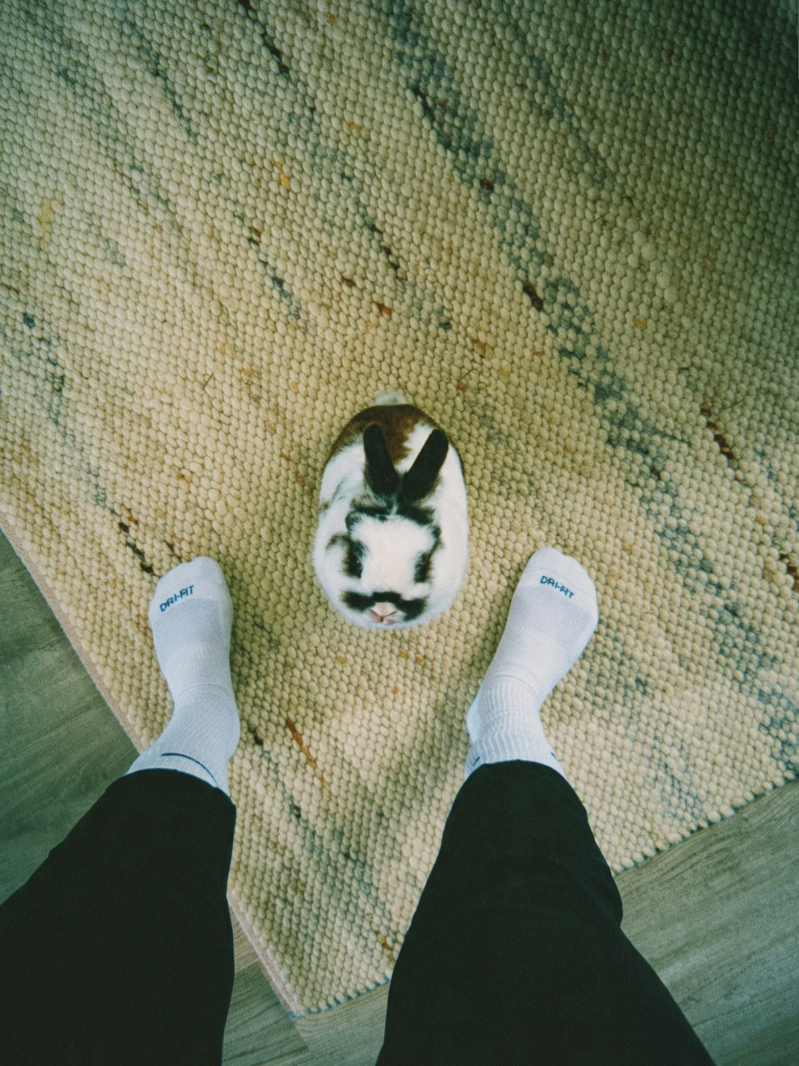 Warning: tripping hazard, but make it adorable. 😂🤍🐰 

My little potato 🥔 

&ldquo;ᗰᗩY ᗩᒪᒪ TᕼE ᕼOᑭᑭEᖇᔕ ᗩᑎᗪ ᗷᗩᖇKEᖇᔕ ᗷE ᕼIᑭᑭITY, ᕼOᑭᑭITY, ᗯᗩGGITY, ᗩᑎᗪ ᒪIᐯE ᕼᗩᑭᑭIᒪY.&rdquo; 

Hop it. Wag it. Love it.

Wag more + Hop happier with Hoppers &amp; Barkers