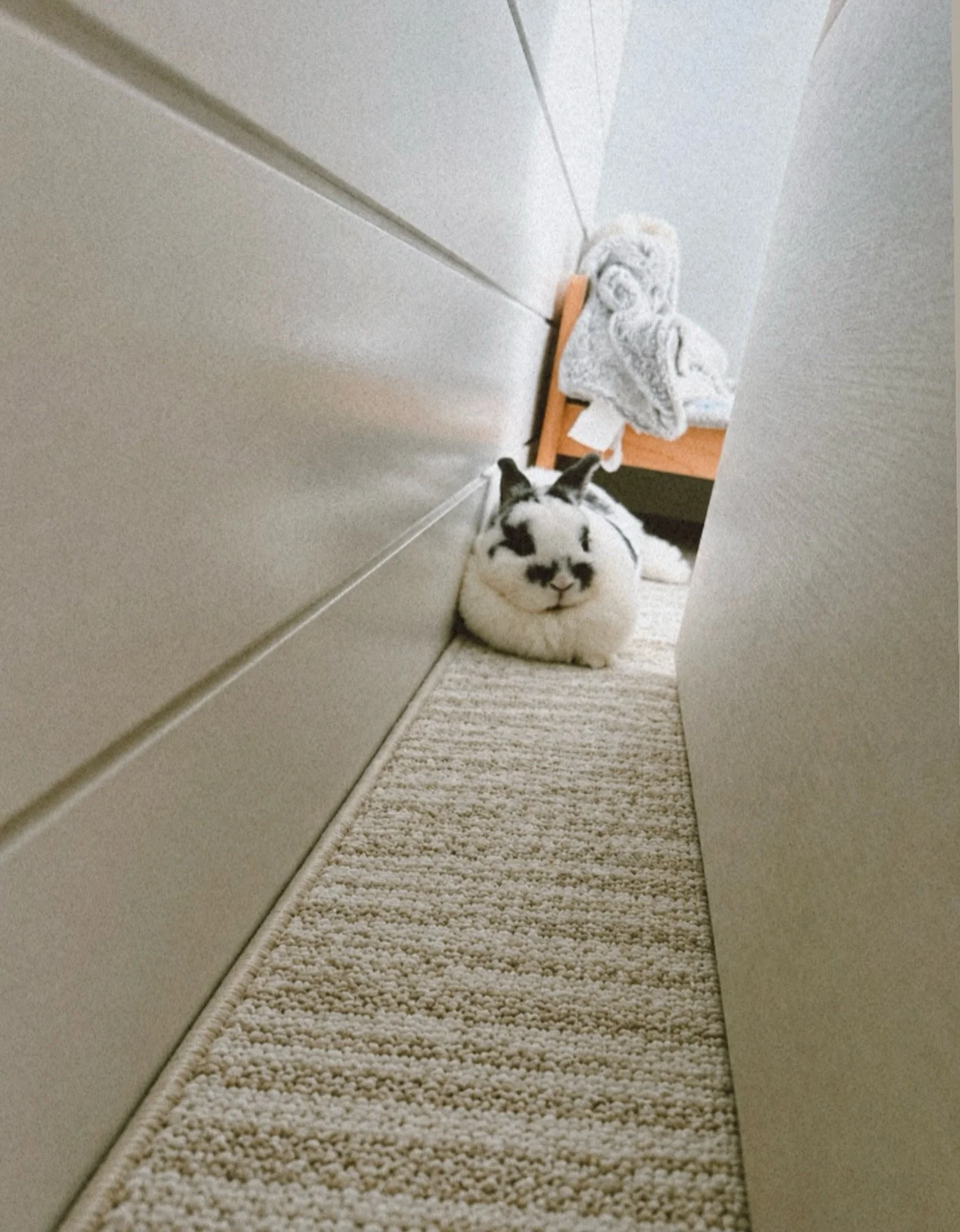 Booked, busy &amp; absolutely unavailable. I&rsquo;m 🐰 loafing.

&ldquo;ᗰᗩY ᗩᒪᒪ TᕼE ᕼOᑭᑭEᖇᔕ ᗩᑎᗪ ᗷᗩᖇKEᖇᔕ ᗷE ᕼIᑭᑭITY, ᕼOᑭᑭITY, ᗯᗩGGITY, ᗩᑎᗪ ᒪIᐯE ᕼᗩᑭᑭIᒪY.&rdquo; ✨

Hop it. Wag it. Love it.

Wag more + Hop happier with Hoppers &amp; Barkers 

🌐 www.ho