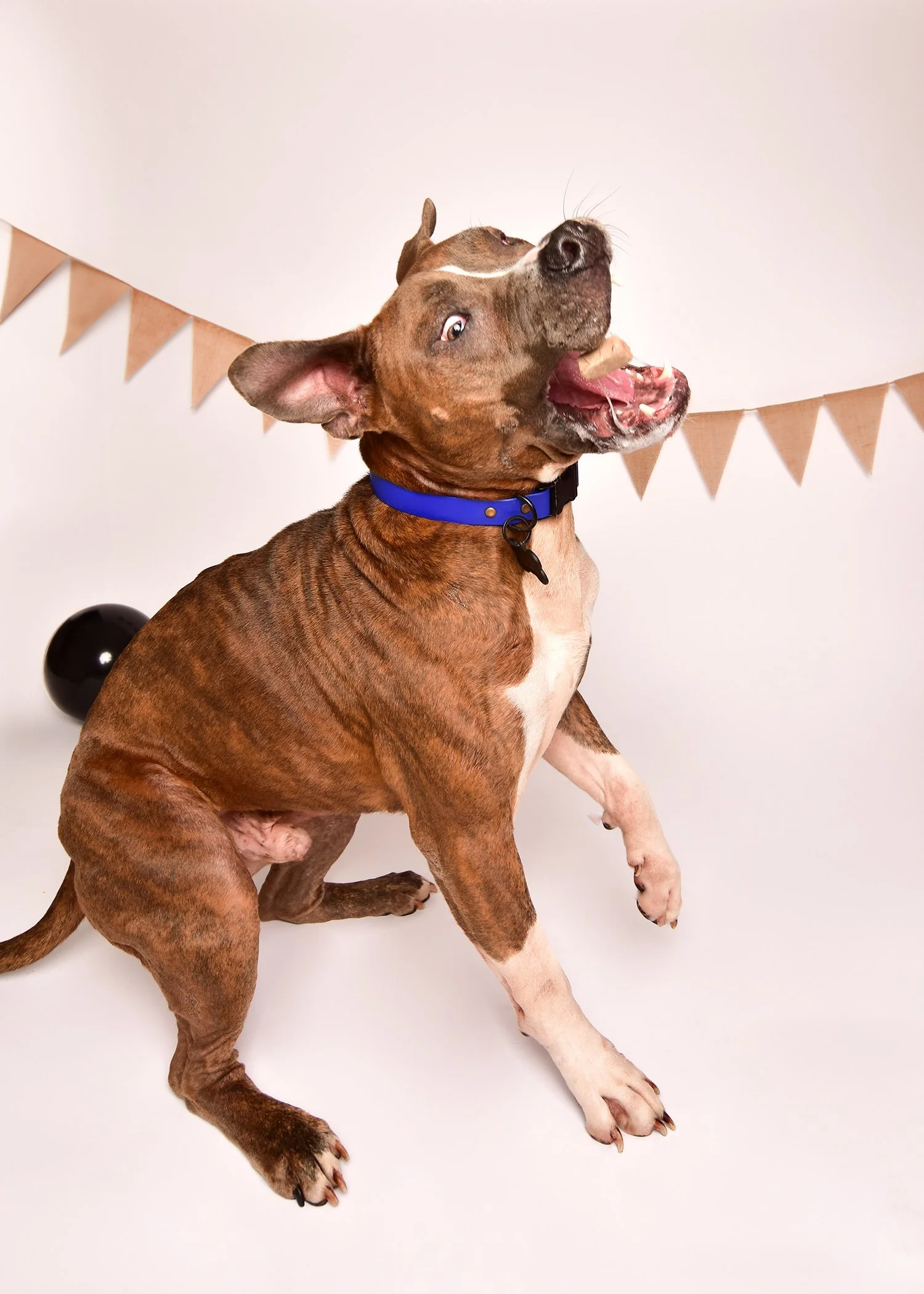 A playful brown and white dog with a blue collar sitting on a white background with a bunting banner and a black balloon. The dog has an open mouth and appears to be smiling or playing.