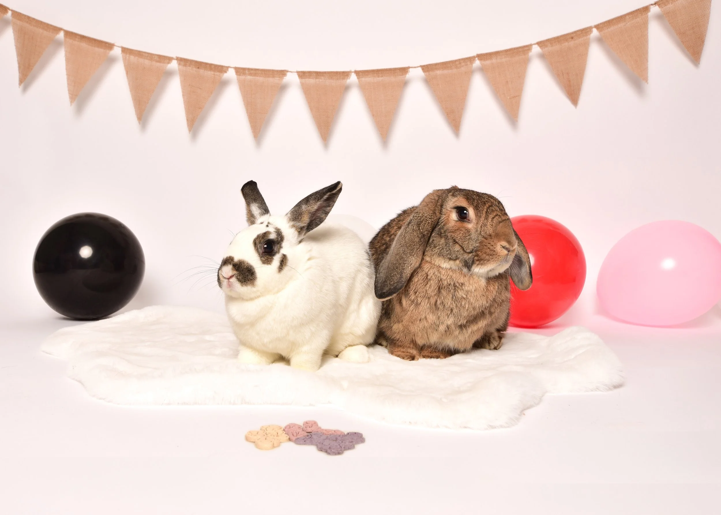 Two rabbits sitting on white fur with black, red, and pink balloons behind them, and a beige pennant banner hanging above, with small flower-shaped cookies in front.