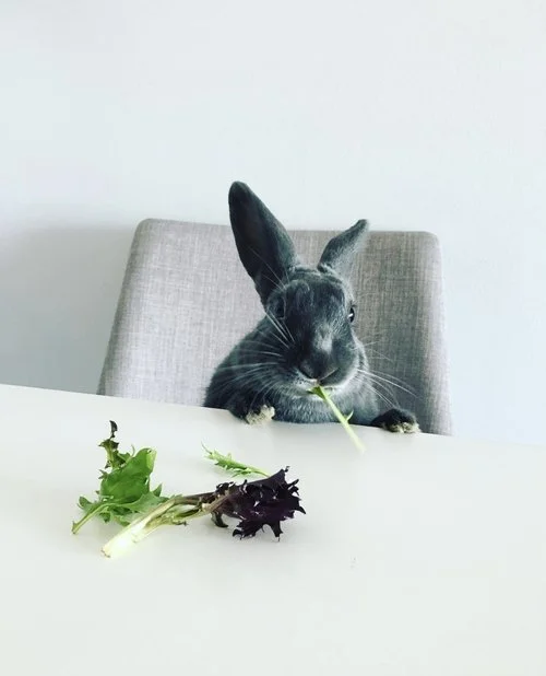 A black rabbit sitting on a gray chair at a white table with various greens in front of it, chewing a piece of green leaf.