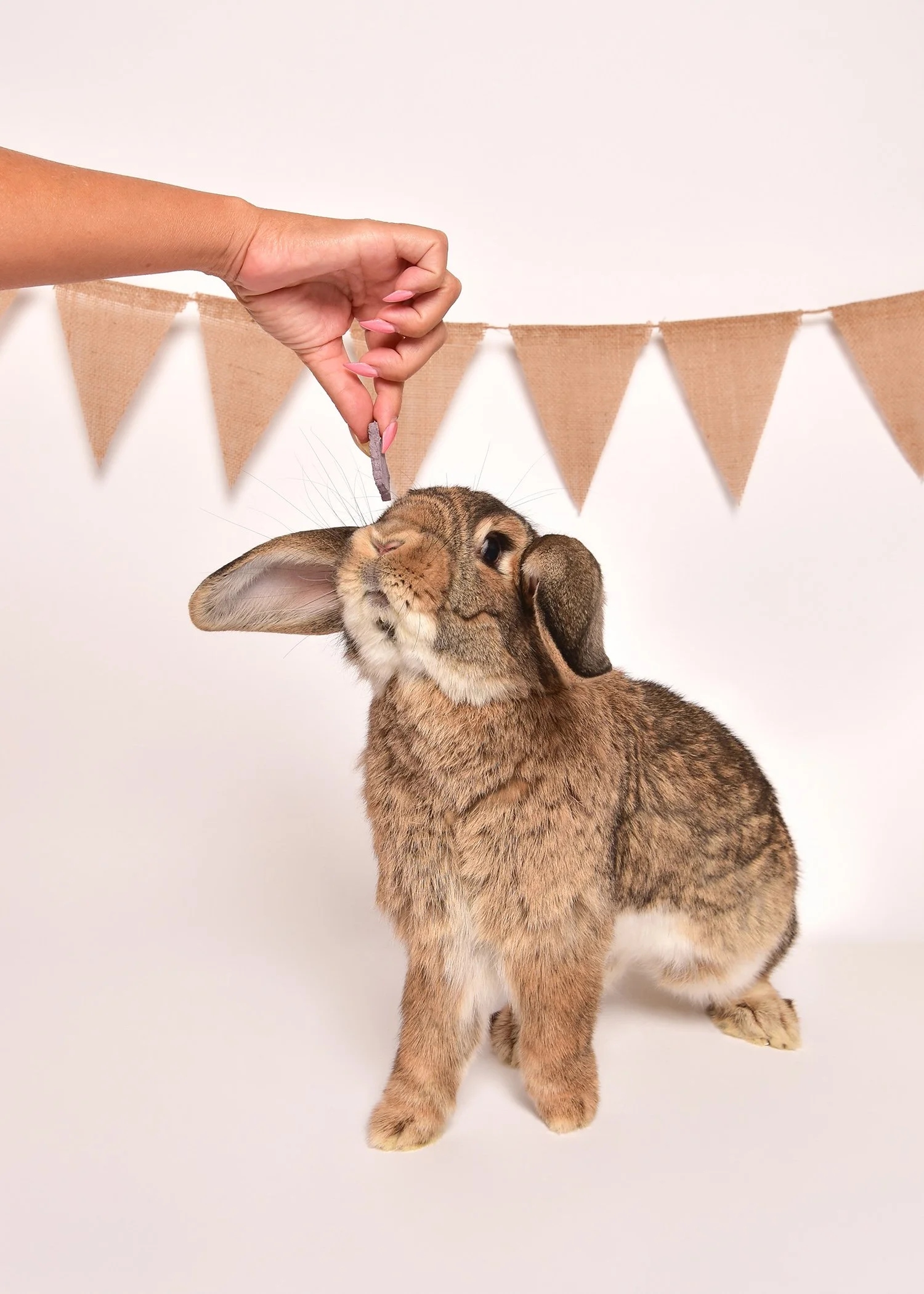 A person holding a treat on a stick near a brown rabbit with one eye closed. There is a beige pennant banner in the background.