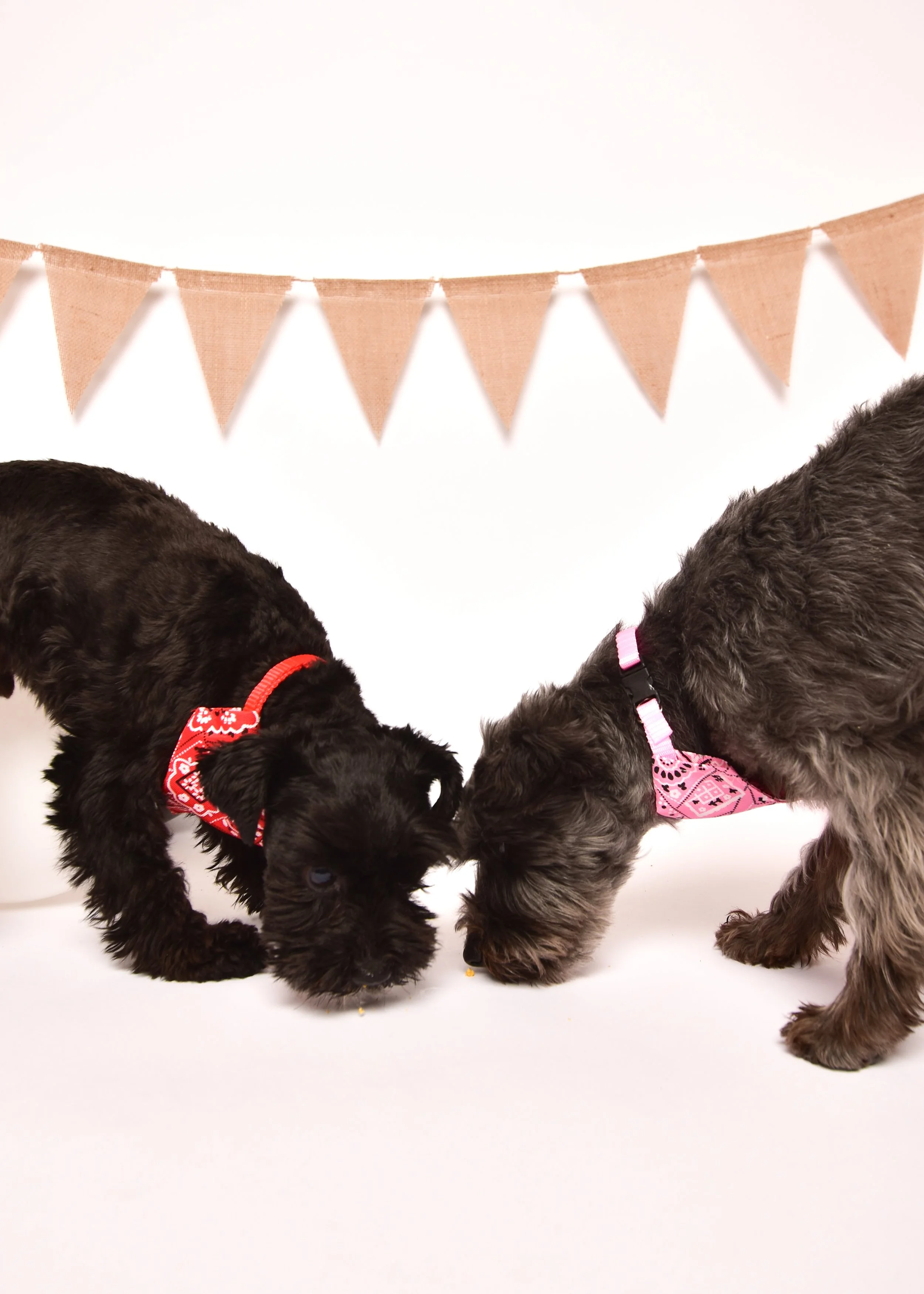 Two puppies with bandanas touching noses, standing on a white background with a string of pink triangular flags overhead.