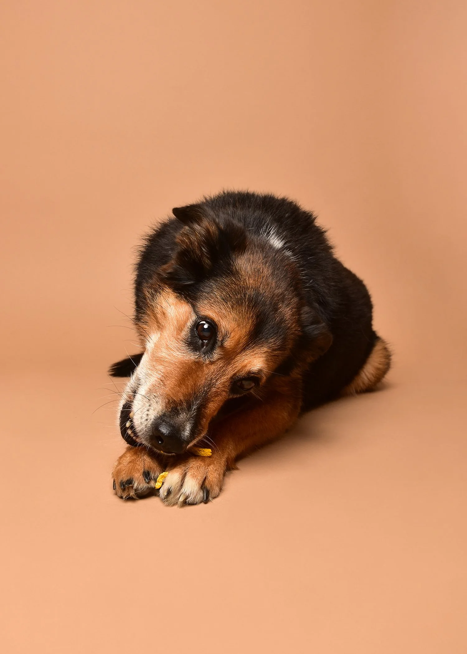 A small brown and black puppy lying on a tan background, chewing on a yellow chew toy.