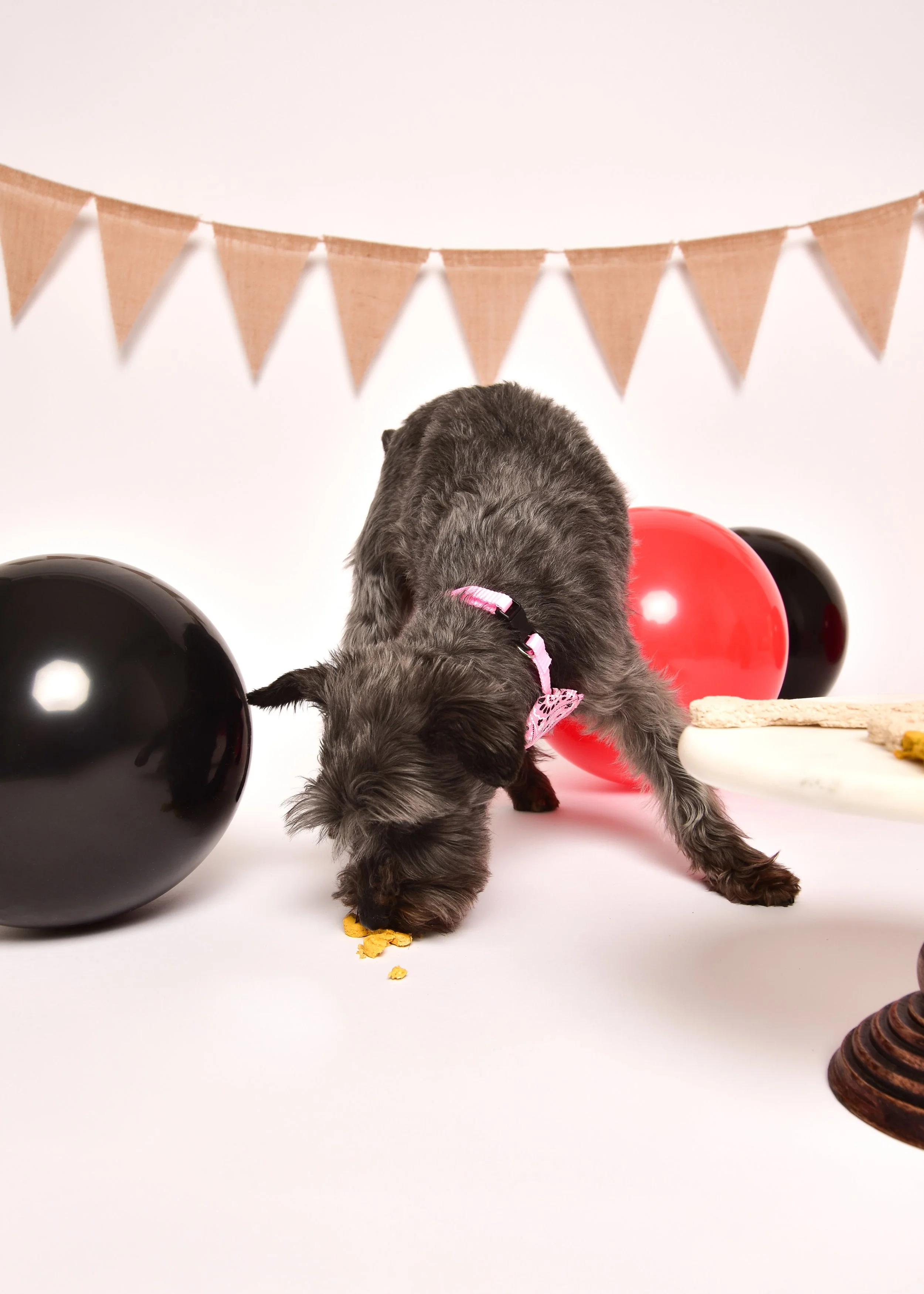 A gray puppy with a pink bow bib eating treats on a white surface, surrounded by black and red balloons, with a beige pennant banner hanging in the background.
