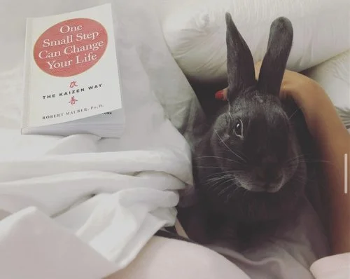 A black rabbit lying on a bed next to a book titled 'One Small Step Can Change Your Life' and a white pillow.