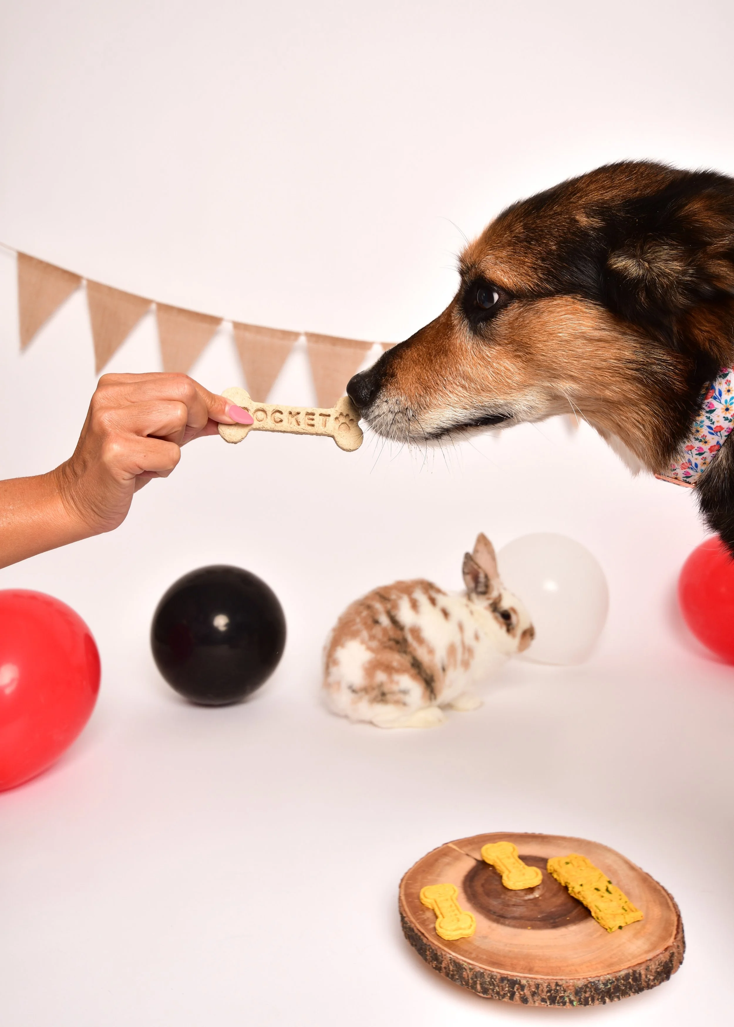A dog sniffing a bone-shaped cookie labeled 'PUCKET' held by a person. In the background, a rabbit and colorful balloons are visible, with a wooden plate holding dog treats in the foreground.