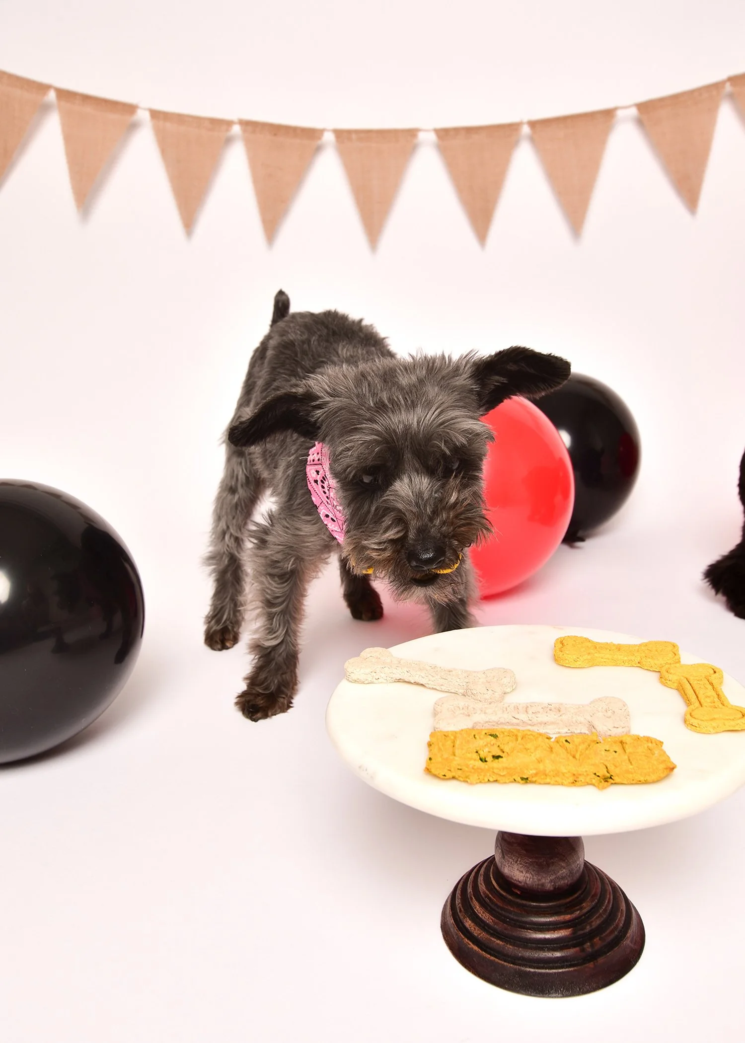 A small dog with a pink bandana is sniffing a plate of dog treats, surrounded by red and black balloons and a beige bunting banner.