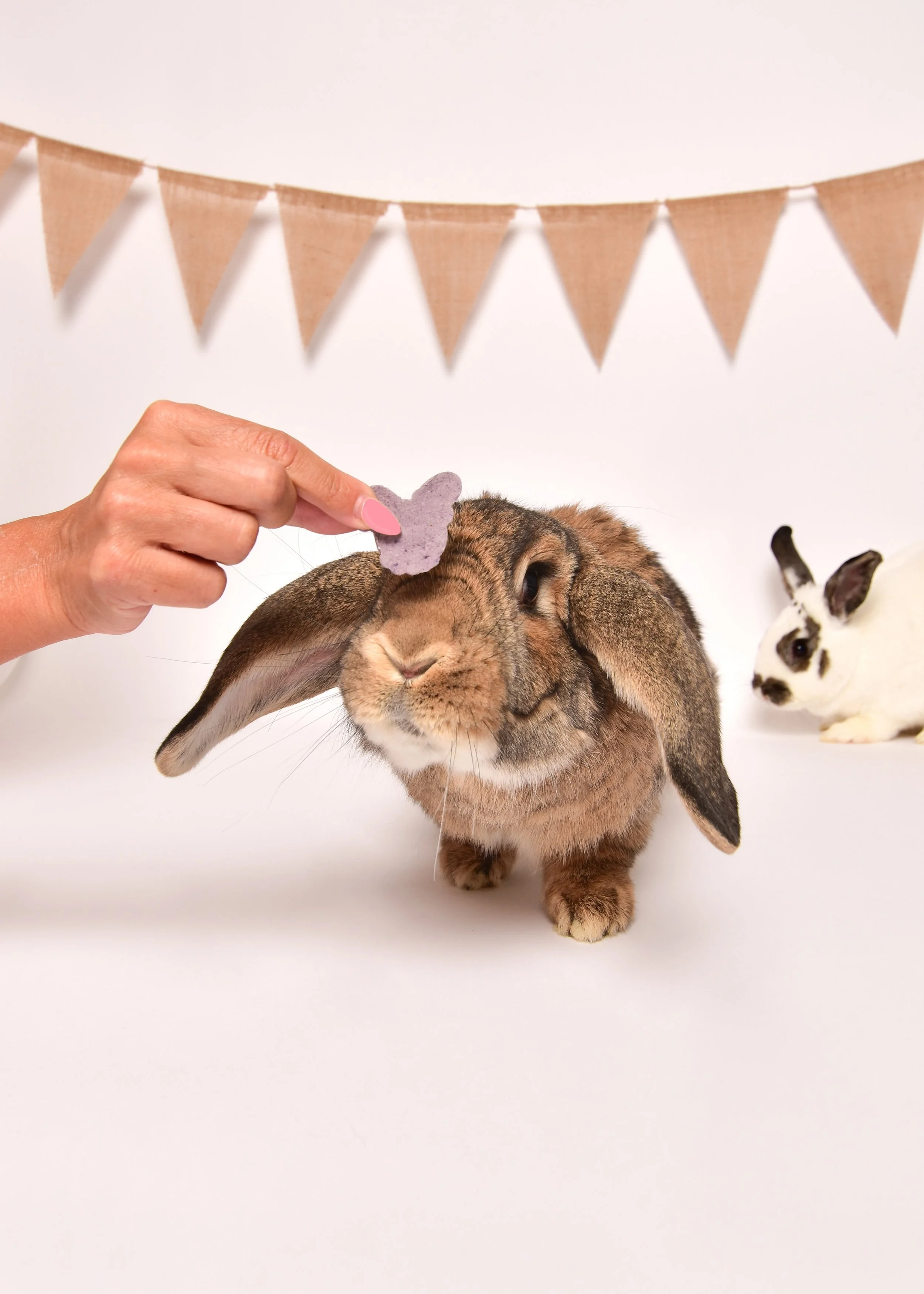 A person’s hand placing a purple paper bunny on the forehead of a brown rabbit with a smaller black and white rabbit in the background, in front of a decorative bunting banner.