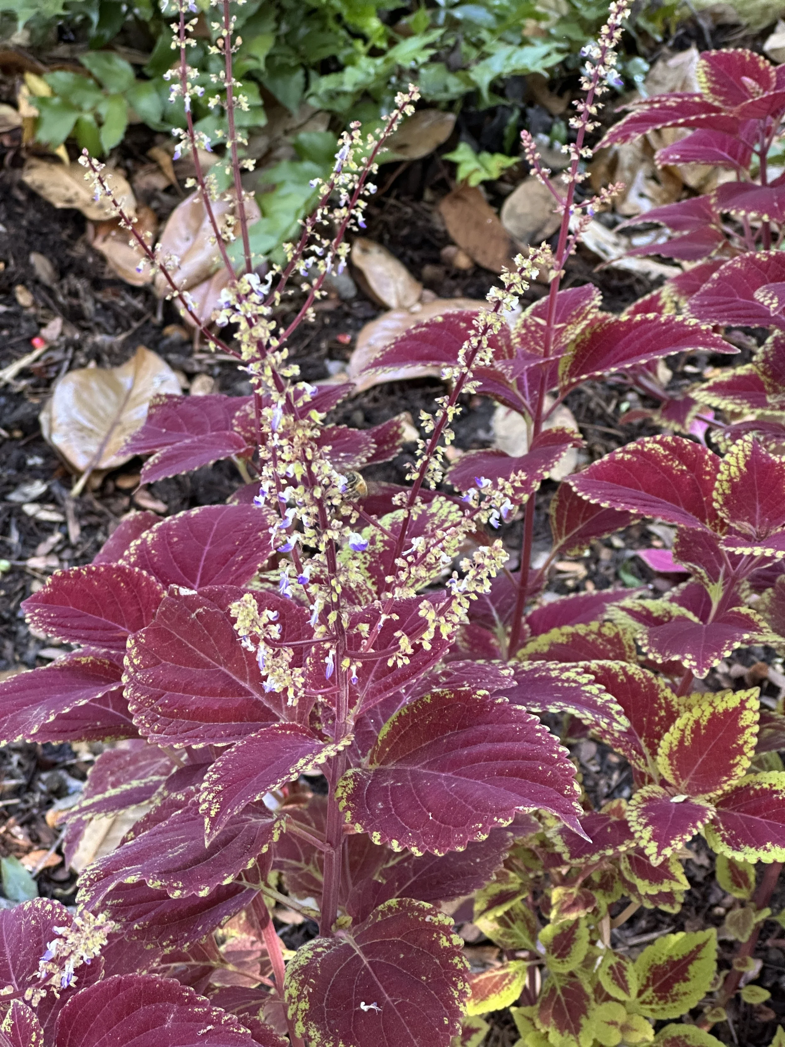 Coleus3.JPG