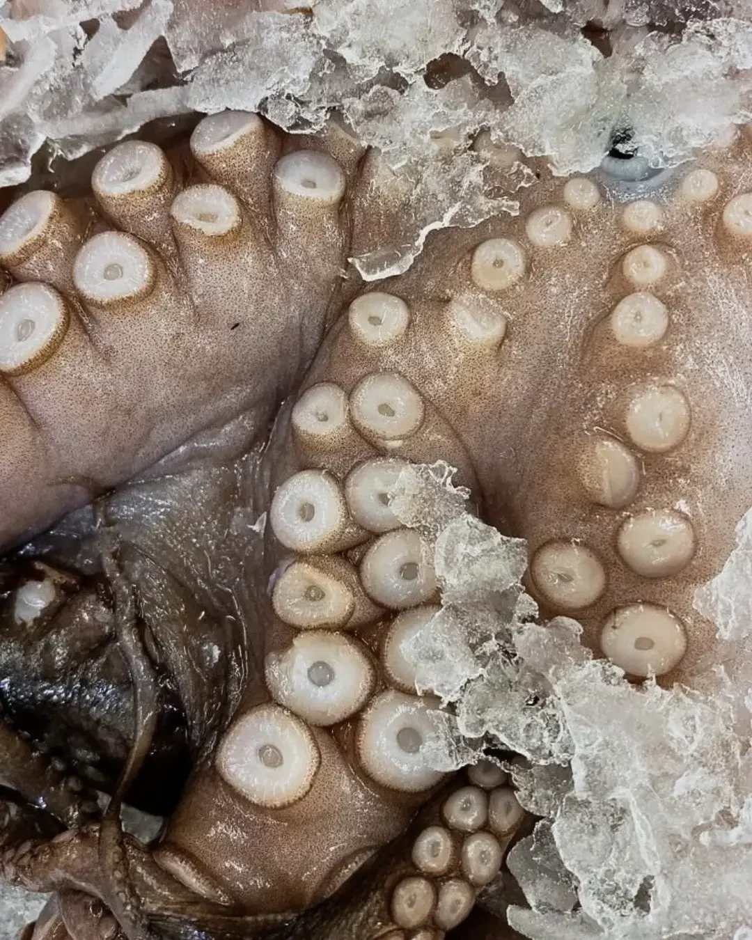 Beneficios nutricionales del pulpo: un superalimento del mar