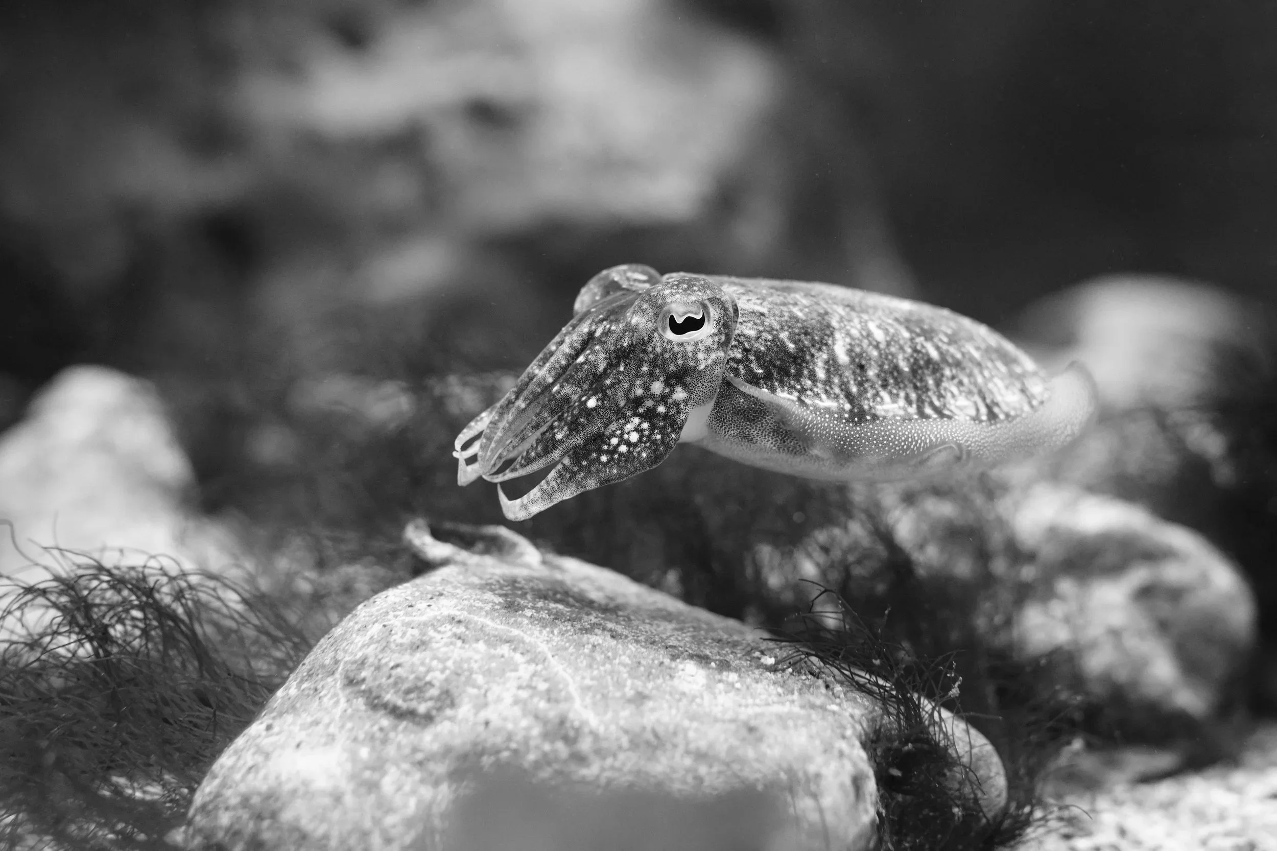 Sepia pequeña en blanco y negro