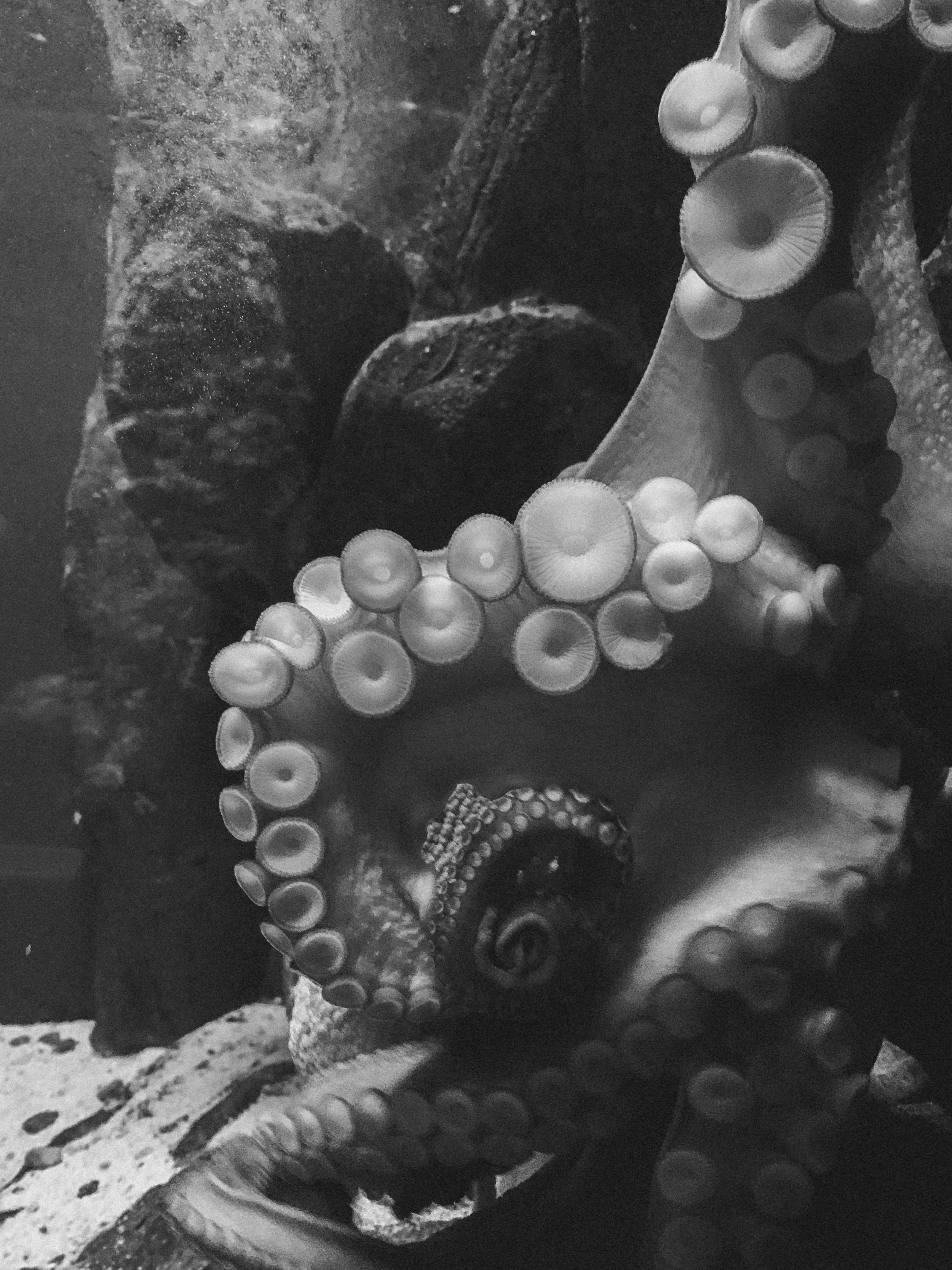 Pulpo en blanco y negro