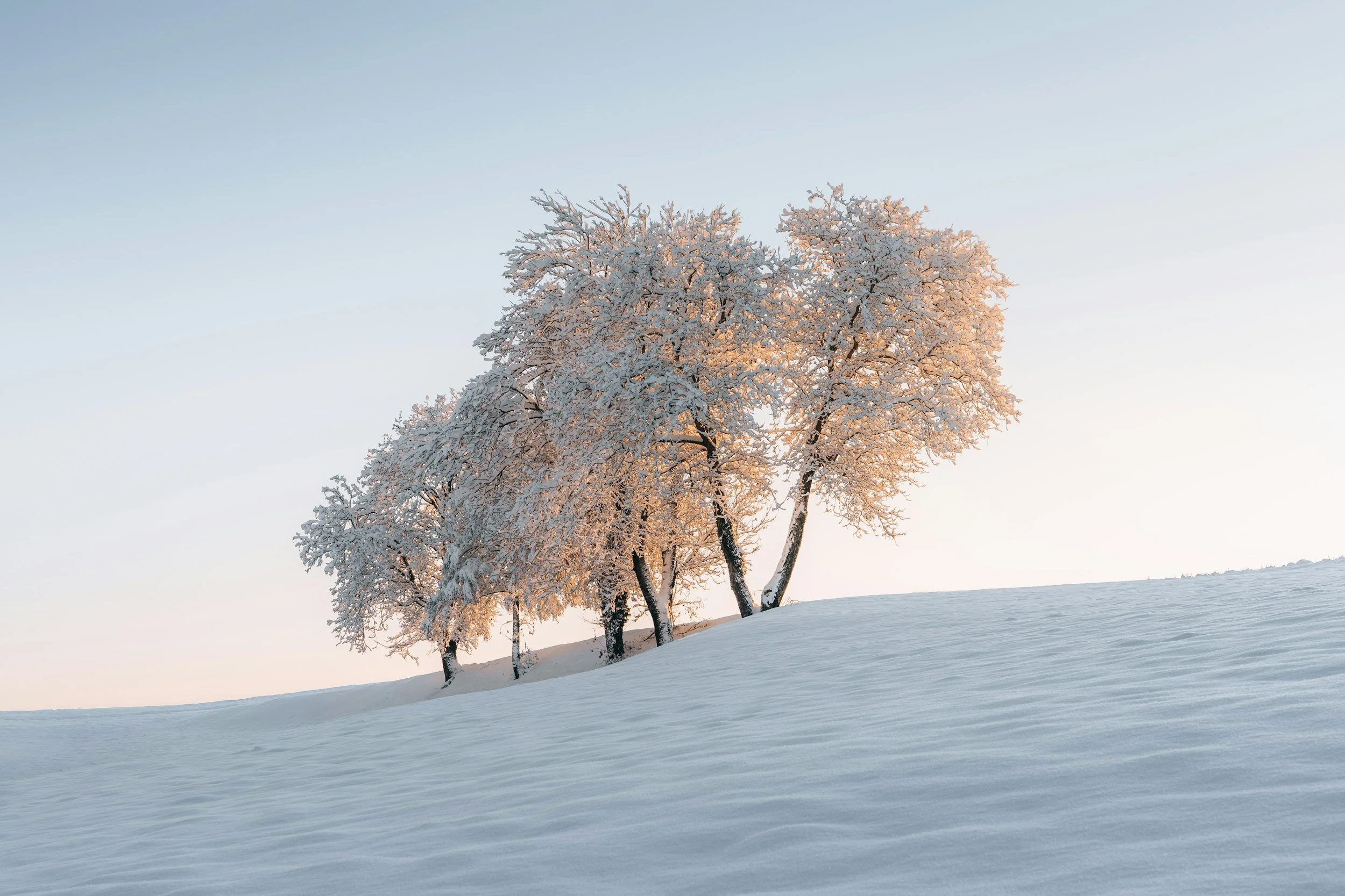 Snow-covered trees on a gentle hill at sunrise or sunset with clear sky.