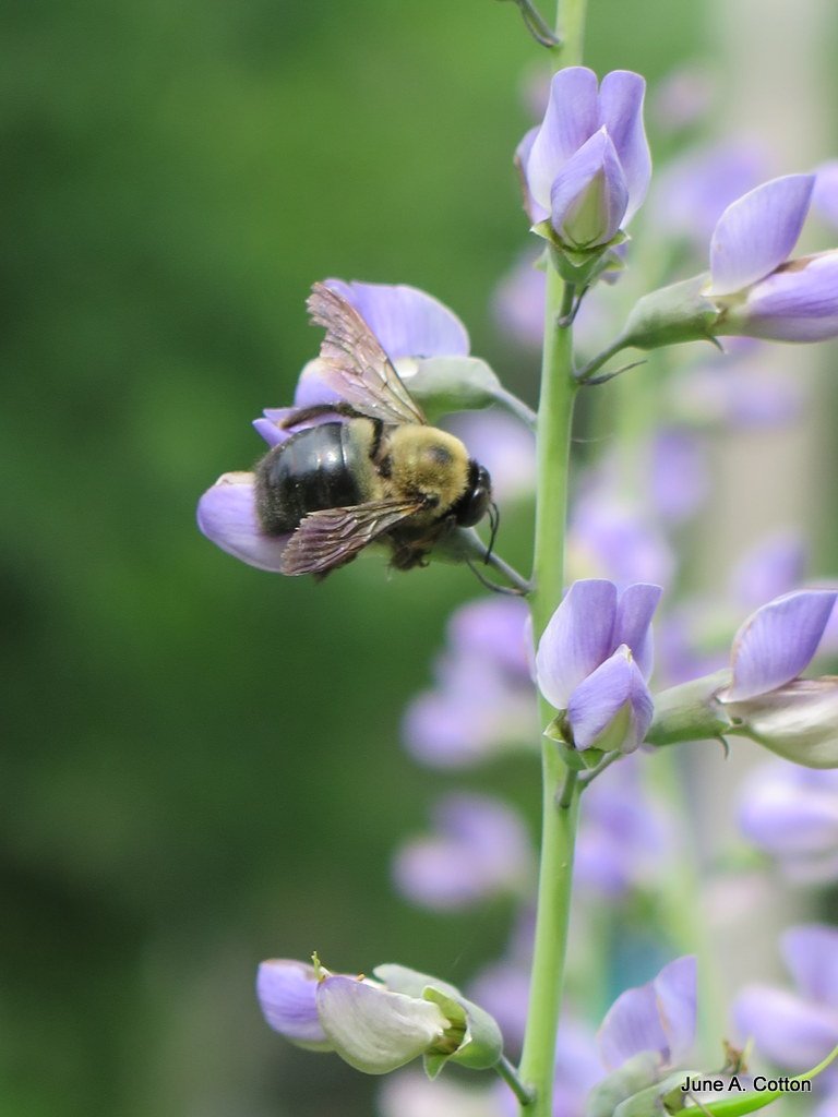 Close-up of a bumblebee collecting nectar from a purple lupine flower, with several purple flowers on a tall green stalk against a blurred green background.