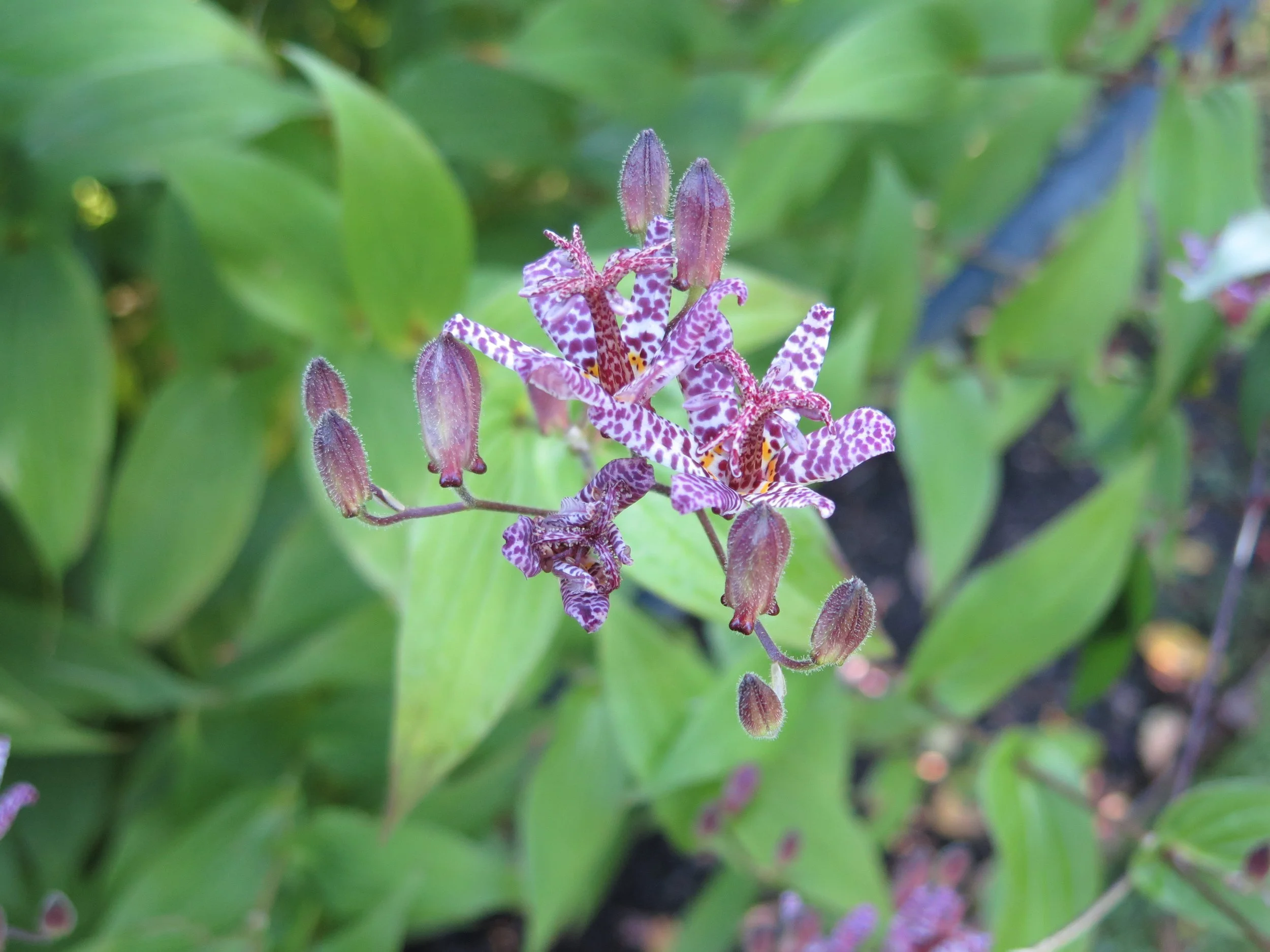 Purple and white spotted flowers with green leaves in the background.
