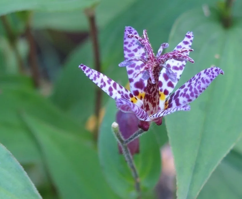 Close-up of a Toad Lily flower with purple, white, and yellow spotted petals surrounded by green leaves.