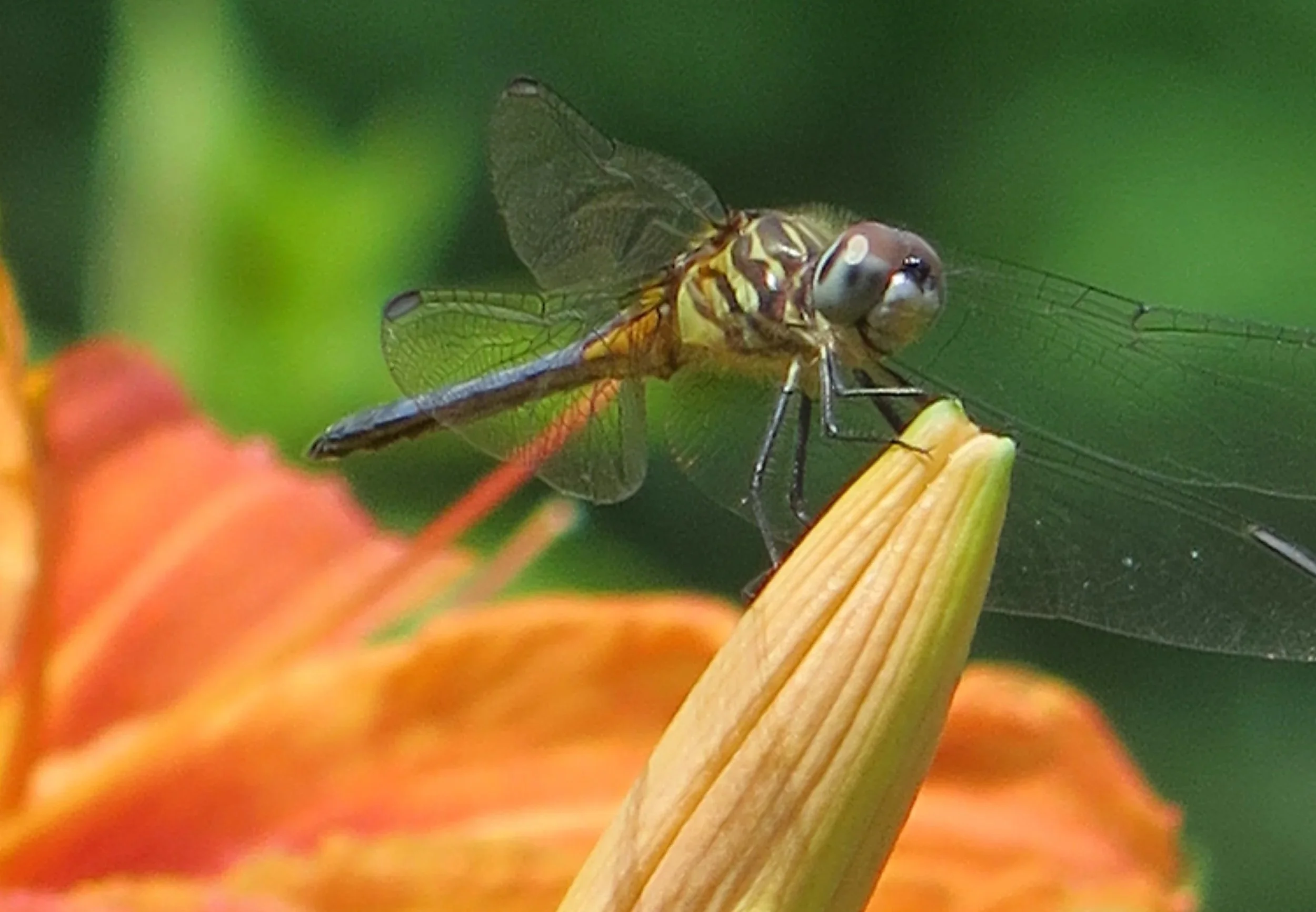 Close-up of a dragonfly resting on a plant stem with a blurred green background and orange flower in the foreground.