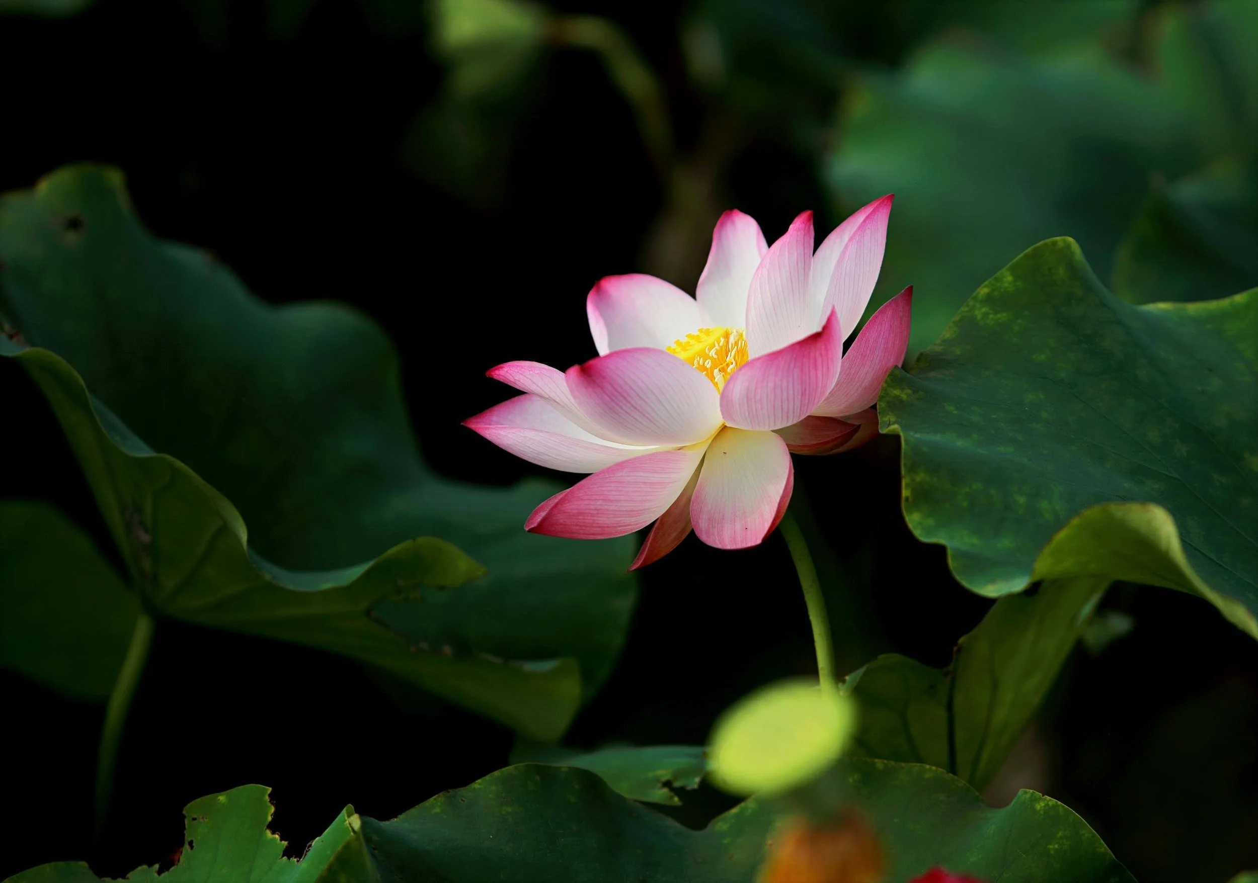A pink and white lotus flower blooming with large green leaves surrounding it.