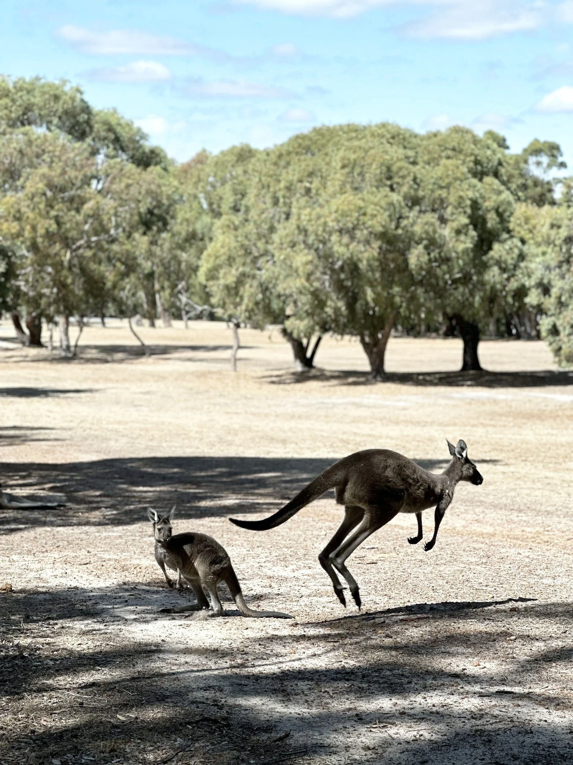 Two kangaroos in a sunlit open field with trees and blue sky in the background.