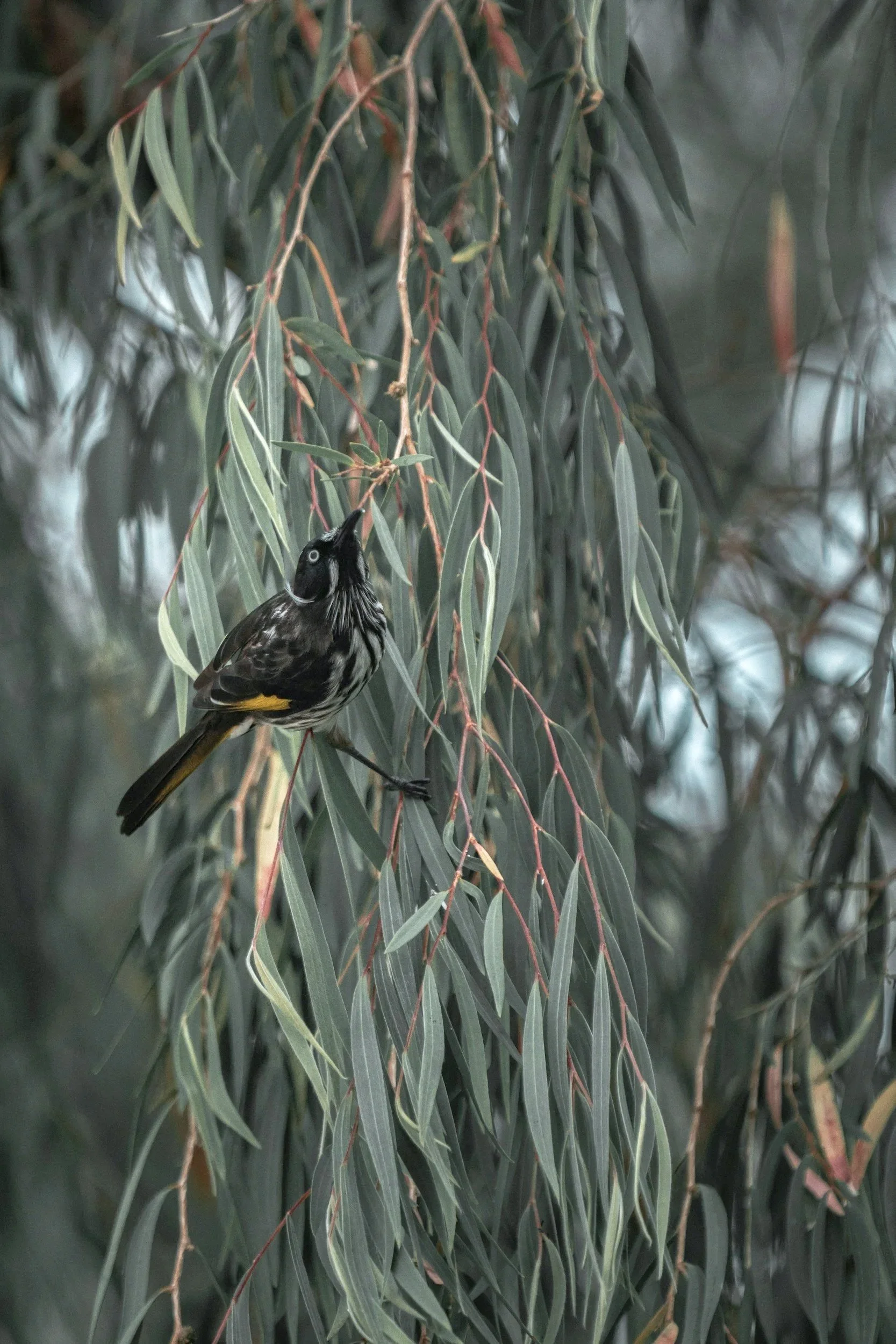 A bird perched on a tree branch in a dense, leafy environment.