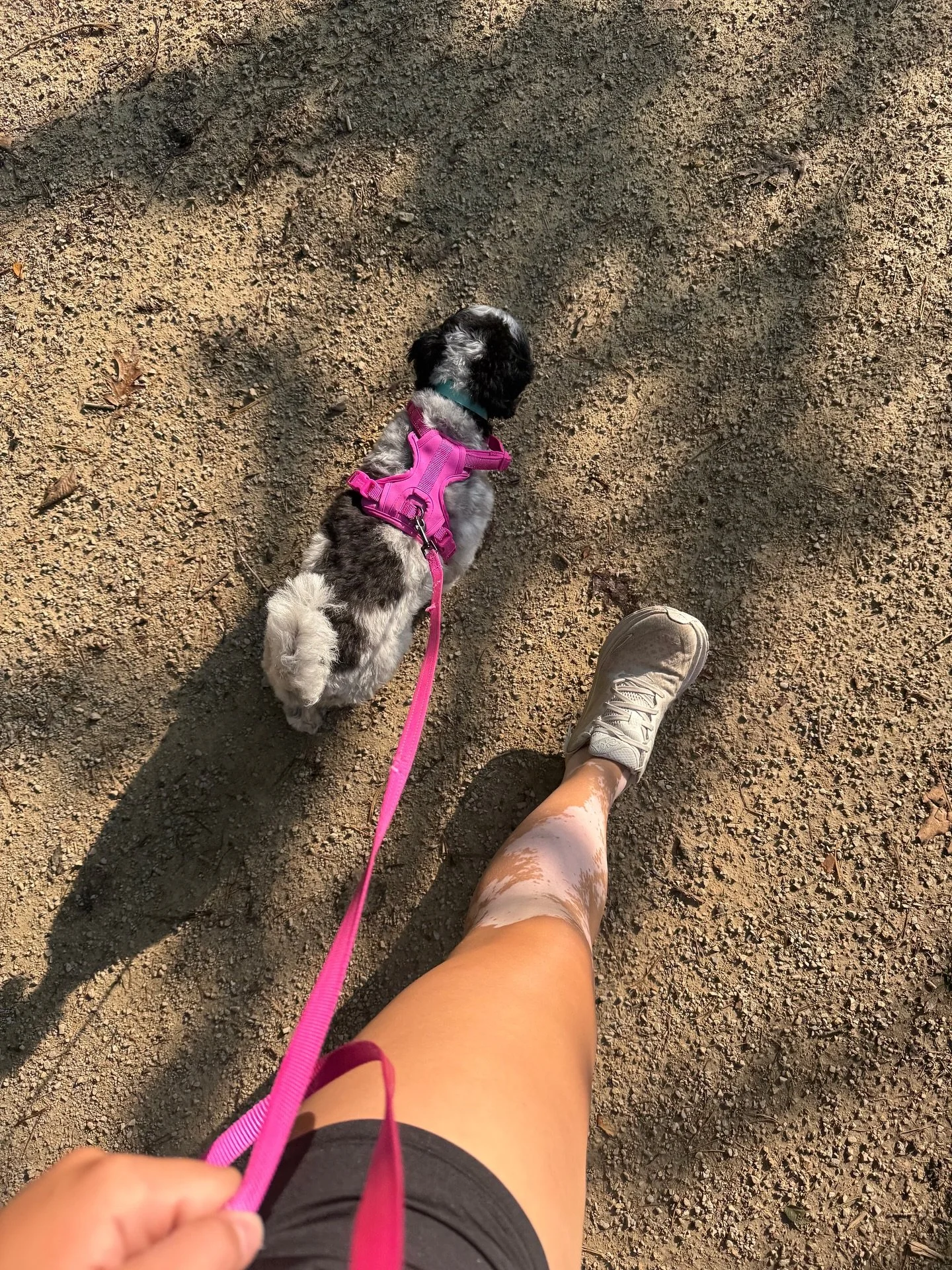 They say dogs are &ldquo;man&rsquo;s best friend,&rdquo; and I couldn&rsquo;t agree more! I love walking with our dog, Dolly! She is one of the stars of Angel&rsquo;s Big Splash and acts as a good friend to Angel, supporting her in her journey to sel