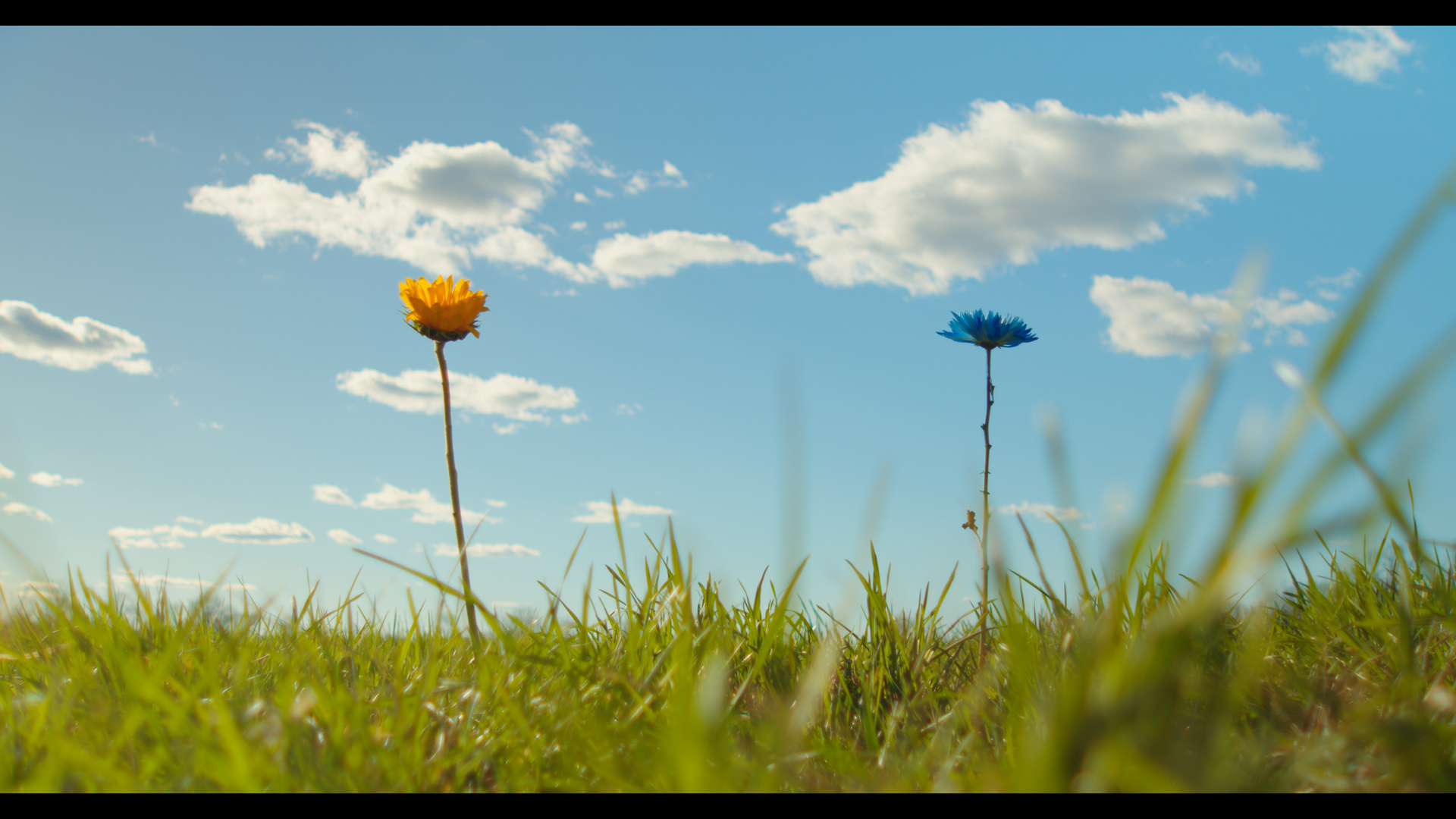 LikeAFlower_TEST_Still 2025-06-15 095459_1.6.1.png