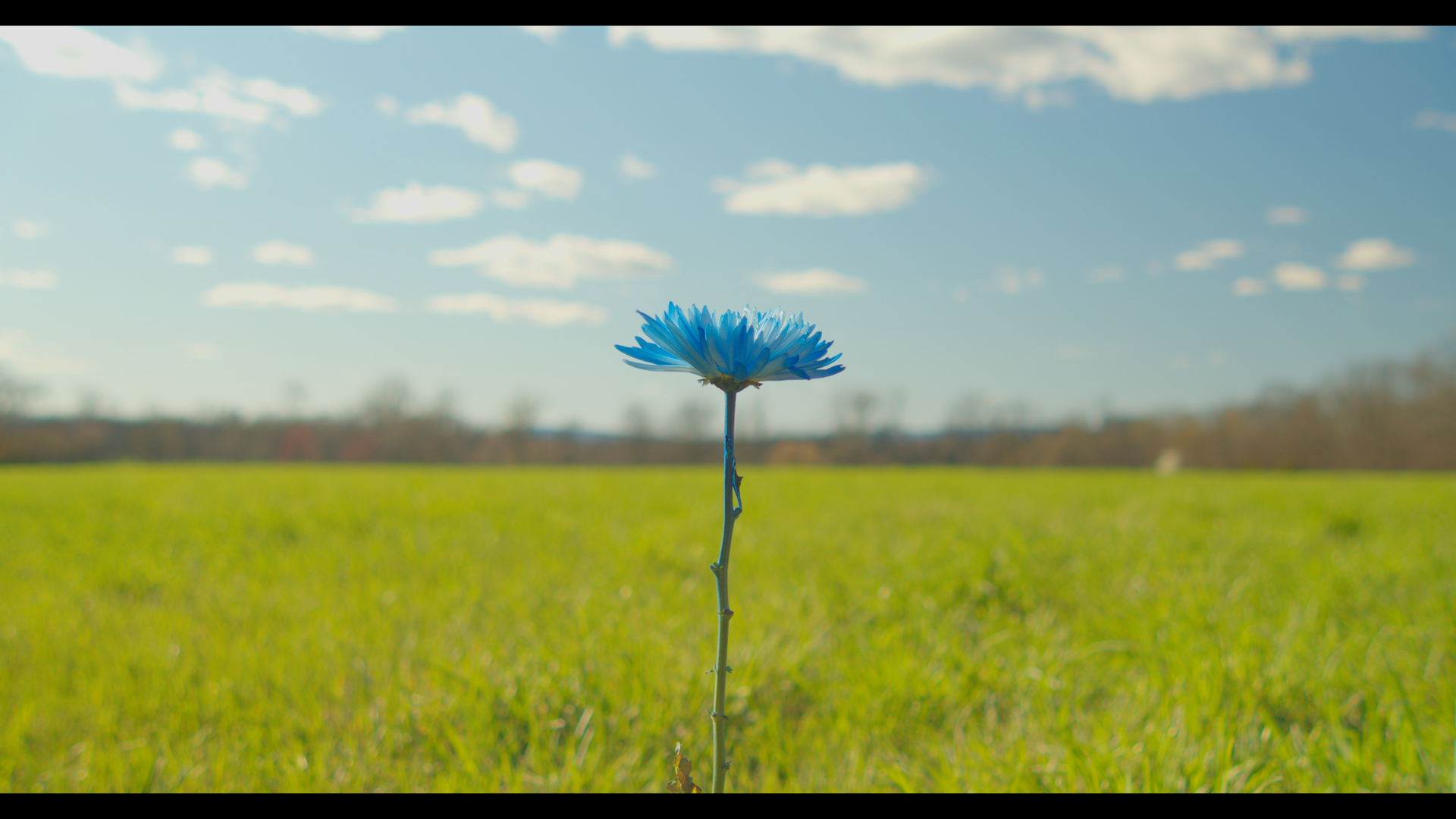 LikeAFlower_TEST_Still 2025-06-15 095459_1.8.1.png