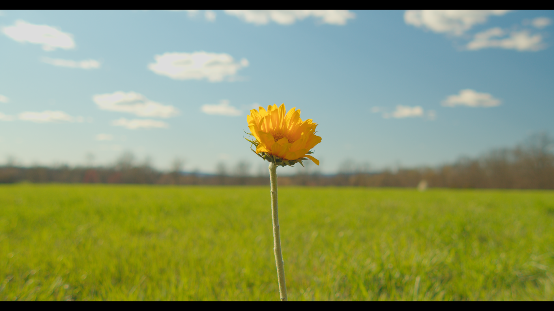 LikeAFlower_TEST_Still 2025-06-15 095459_1.7.1.png