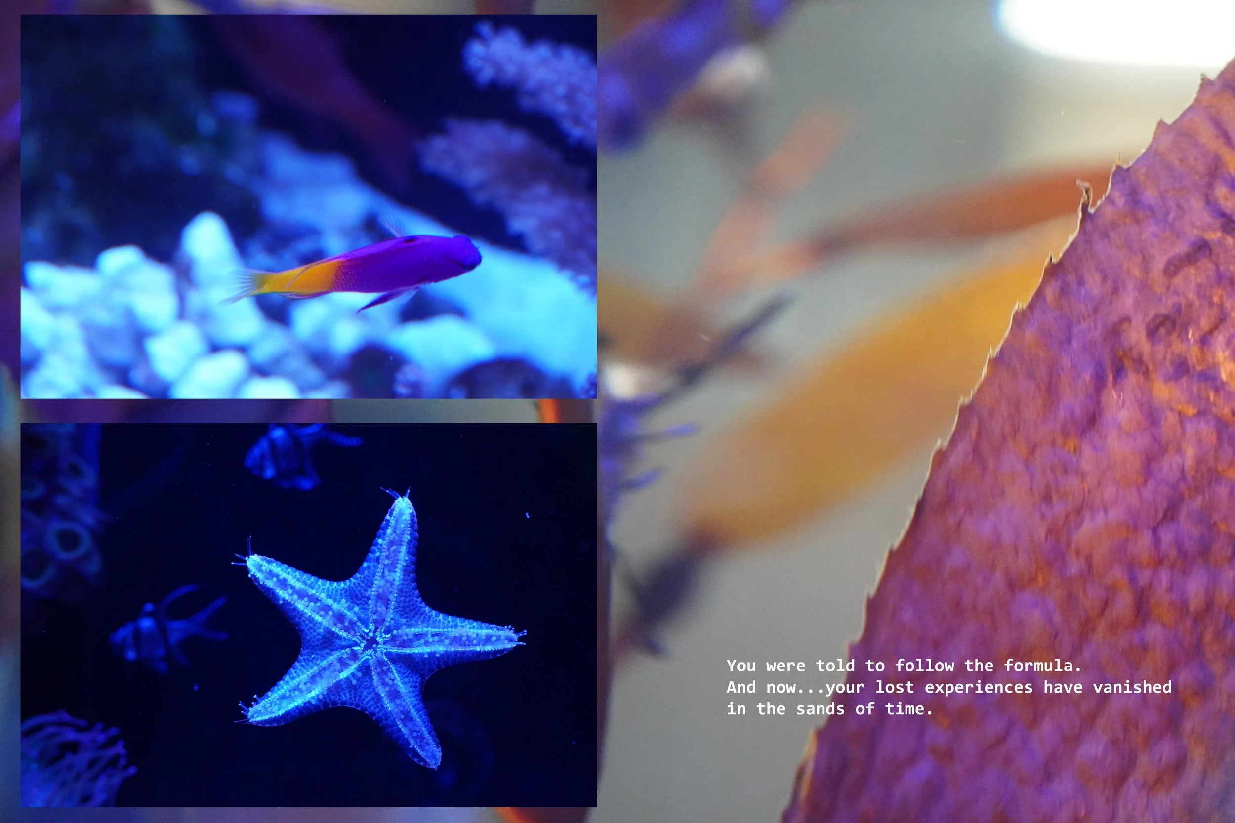michael-hanna-aquarium-photography-series.jpg
