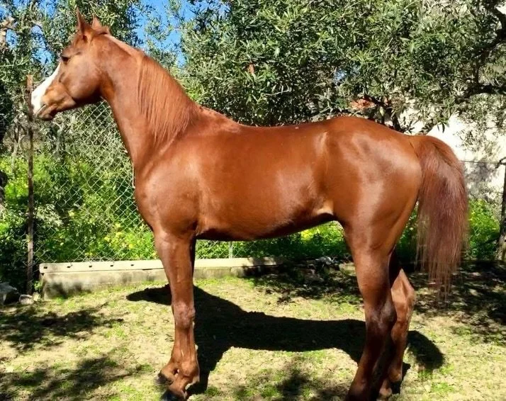 🦁 Frodo di Ambelia

🇮🇹 Questo &egrave; l&rsquo;inizio di una serie in cui vi presentiamo i cavalli di Equi Sicilia, uno alla volta. E non potevamo che cominciare dal primo di tutti: Frodo di Ambelia.
Frodo &egrave; uno stallone Purosangue Oriental