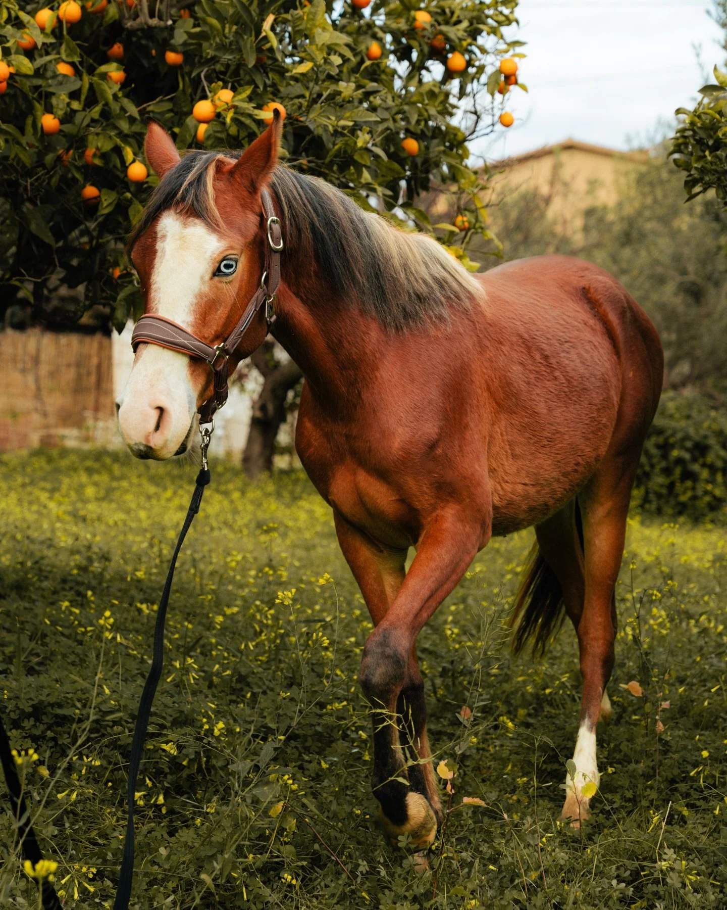 🐺💎 Ussaro di Ambelia

🇮🇹 Continuiamo la serie in cui vi presentiamo i cavalli di Equi Sicilia, uno alla volta. Oggi &egrave; il turno di un cavallo davvero speciale.
Ussaro di Ambelia &egrave; un Purosangue Orientale (PSO) nato nel 2023. Fin dal 