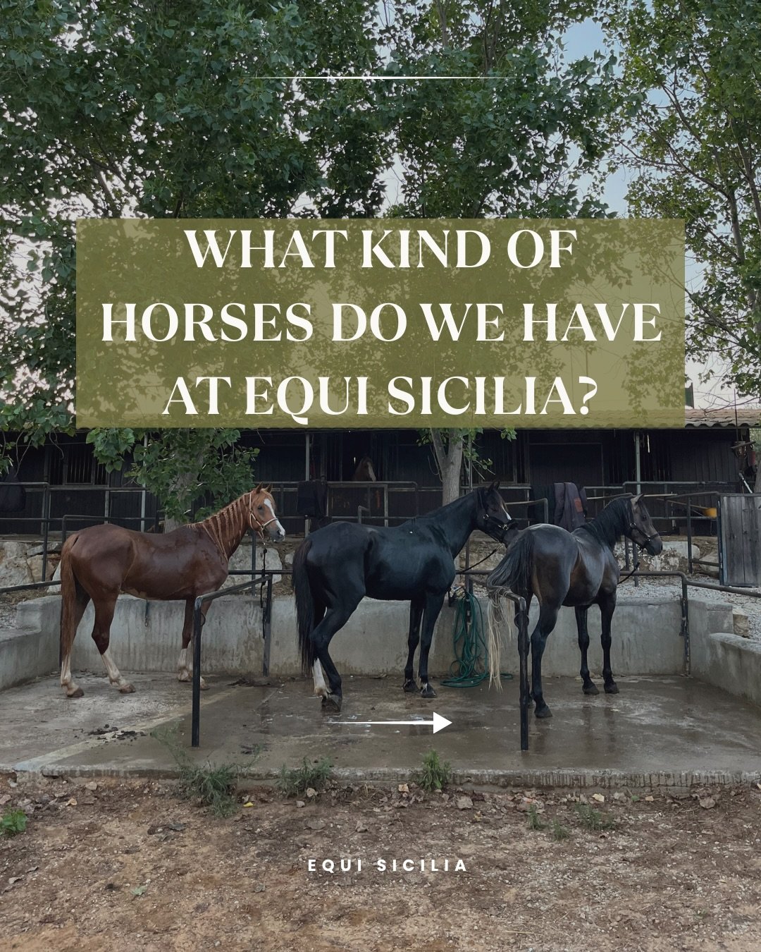 🇬🇧 The horses you ride matter.
At Equi Sicilia we carefully built a herd of young, well-trained horses that can offer both safety and real riding pleasure.
Some are dedicated to our trekking experiences, while others are part of our endurance and b