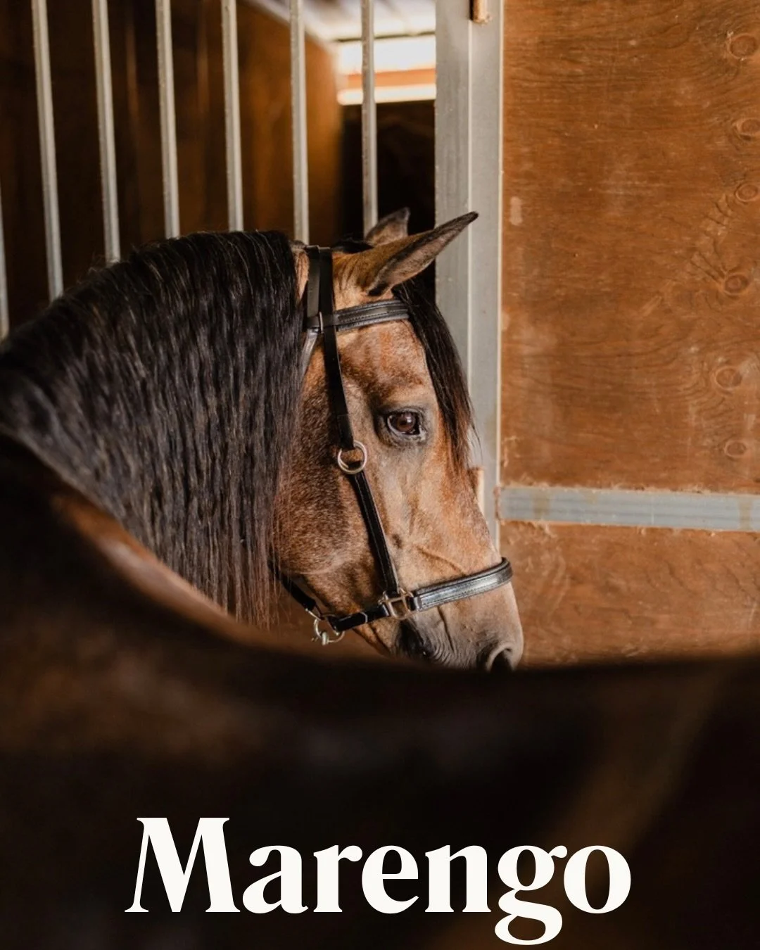 Meet Marengo 🦢

Available for half-lease at Equi Sicilia.
 Disponibile in mezza fida presso Equi Sicilia.