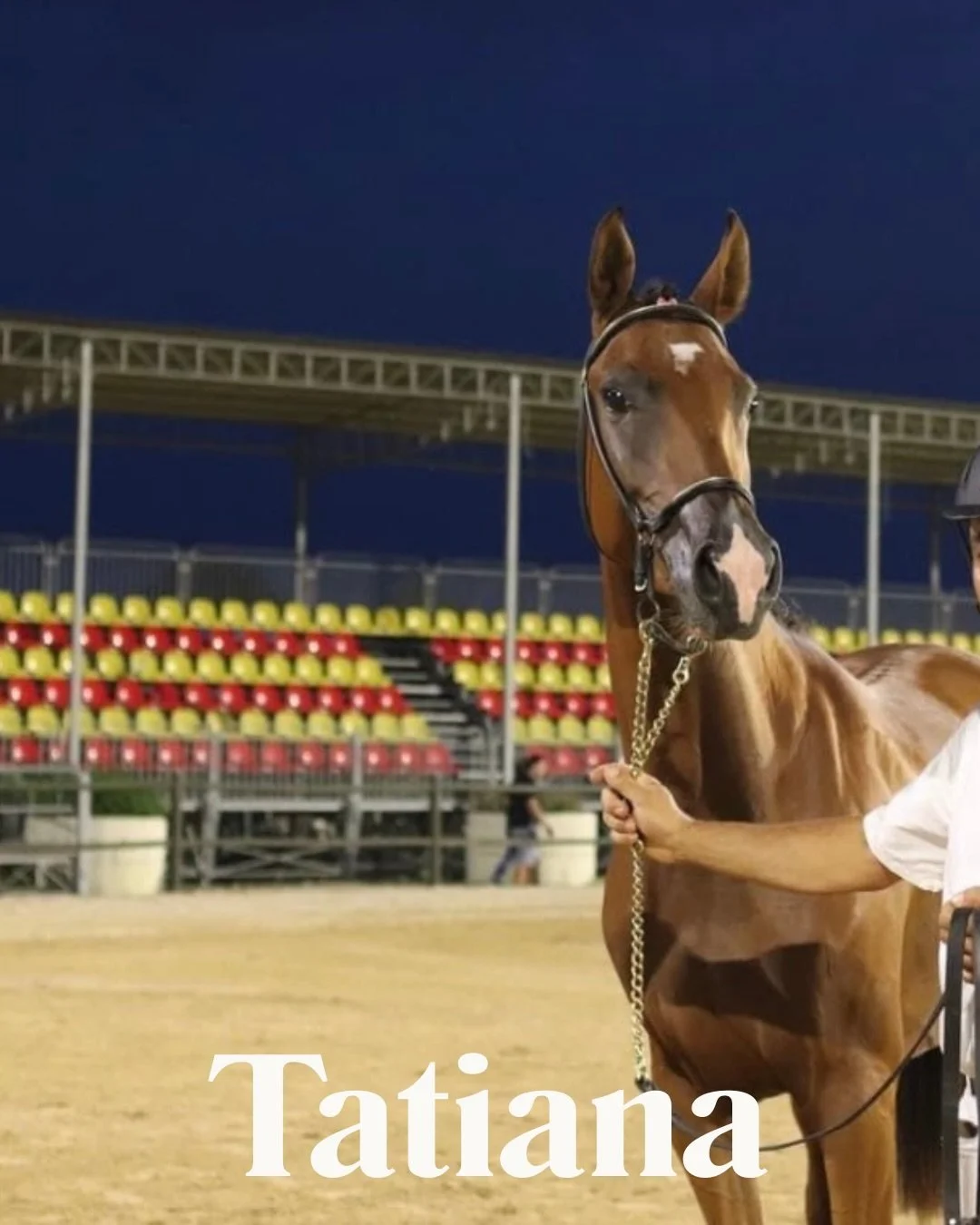 Meet Tatiana di Ambelia 🐉

Our promising young PSO mare.

#purosangueorientale #endurancehorse