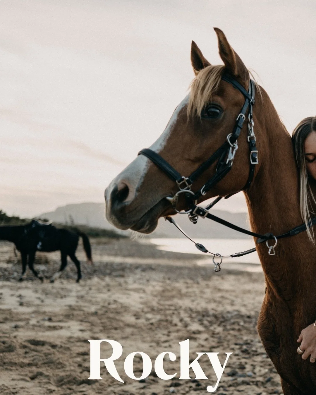 Meet Rocky 🦌
Our magical Arabian horse!
 Available for half-lease at Equi Sicilia.

Disponibile in mezza fida presso Equi Sicilia.

#horses #arabianhorse #horseridingsicily